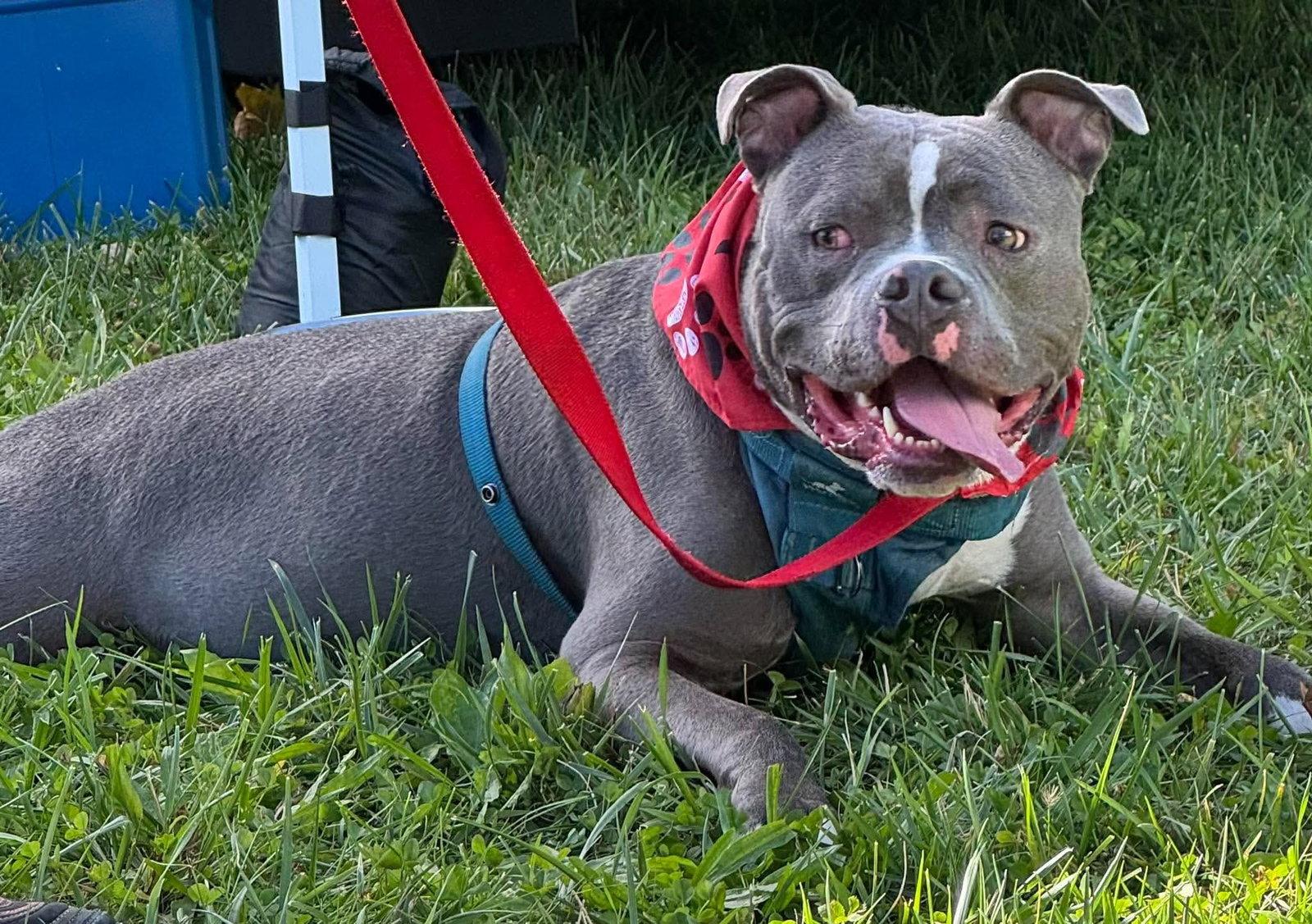 Sugar Cane, Adopted, Adult Male Pit Bull Terrier.