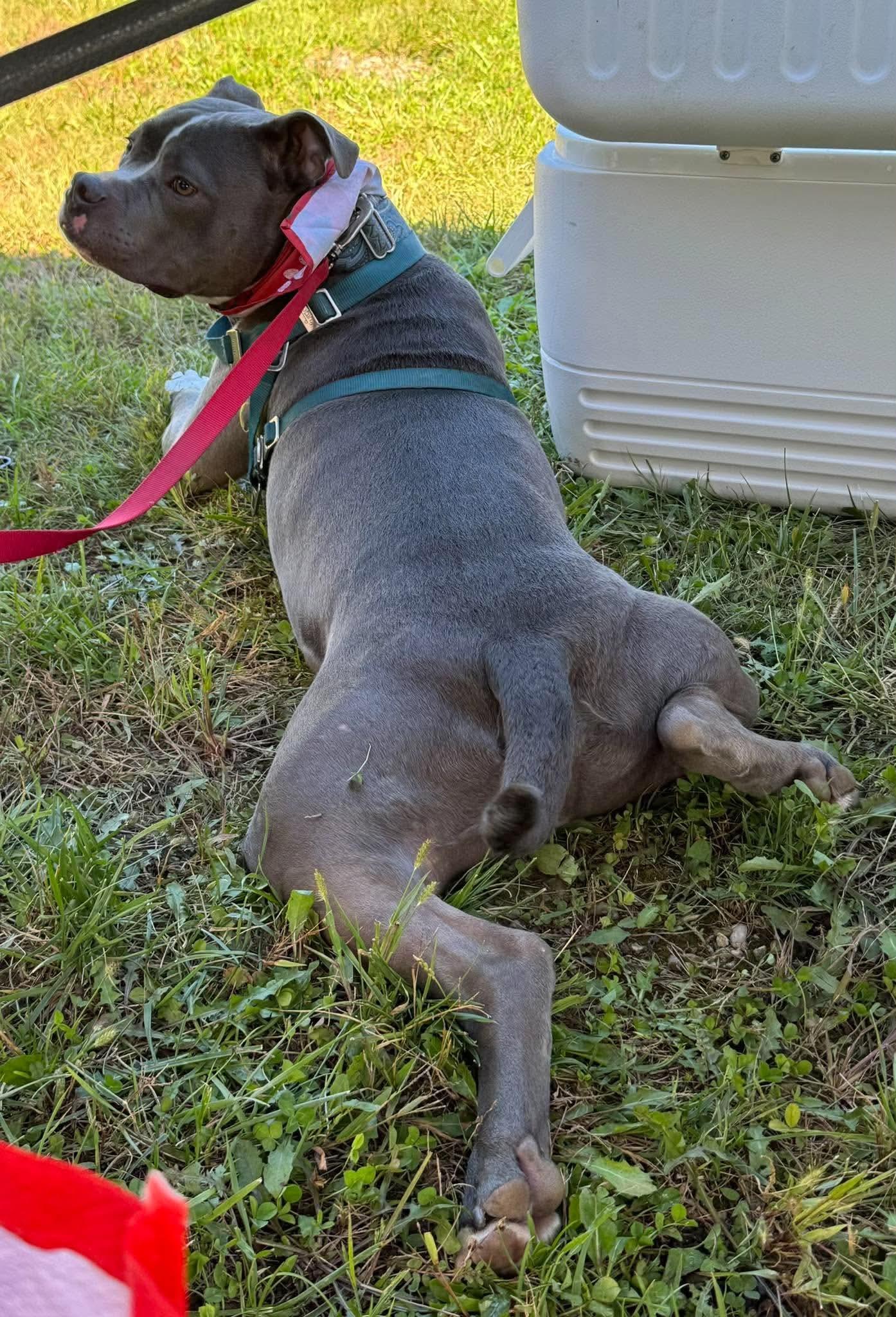 Enlarge Sugar Cane, a Adopted Pit Bull Terrier in Germantown, OH image 2/3