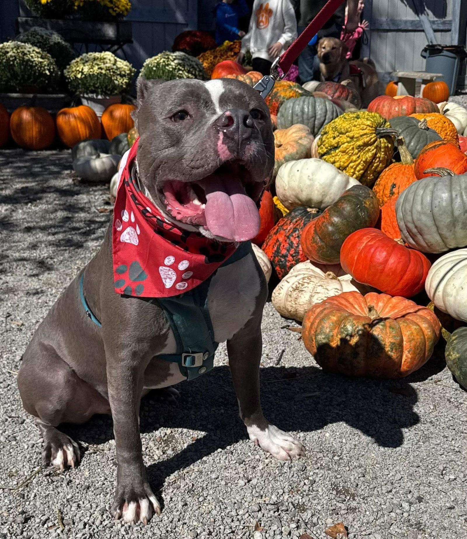 Enlarge Sugar Cane, a Adopted Pit Bull Terrier in Germantown, OH image 3/3
