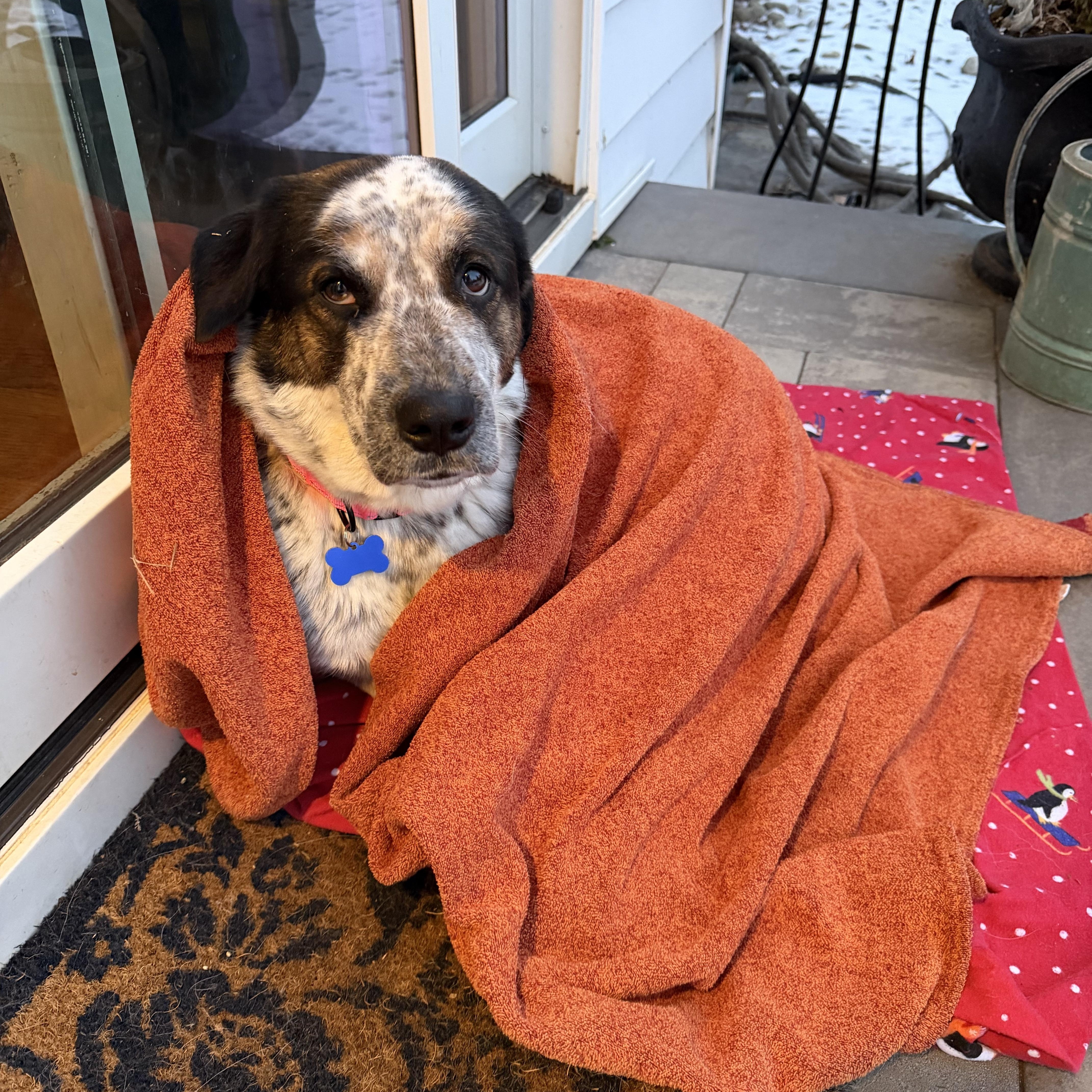 Enlarge Billie Jean , a Adoptable mixed breed in Columbia, MD image 3/5