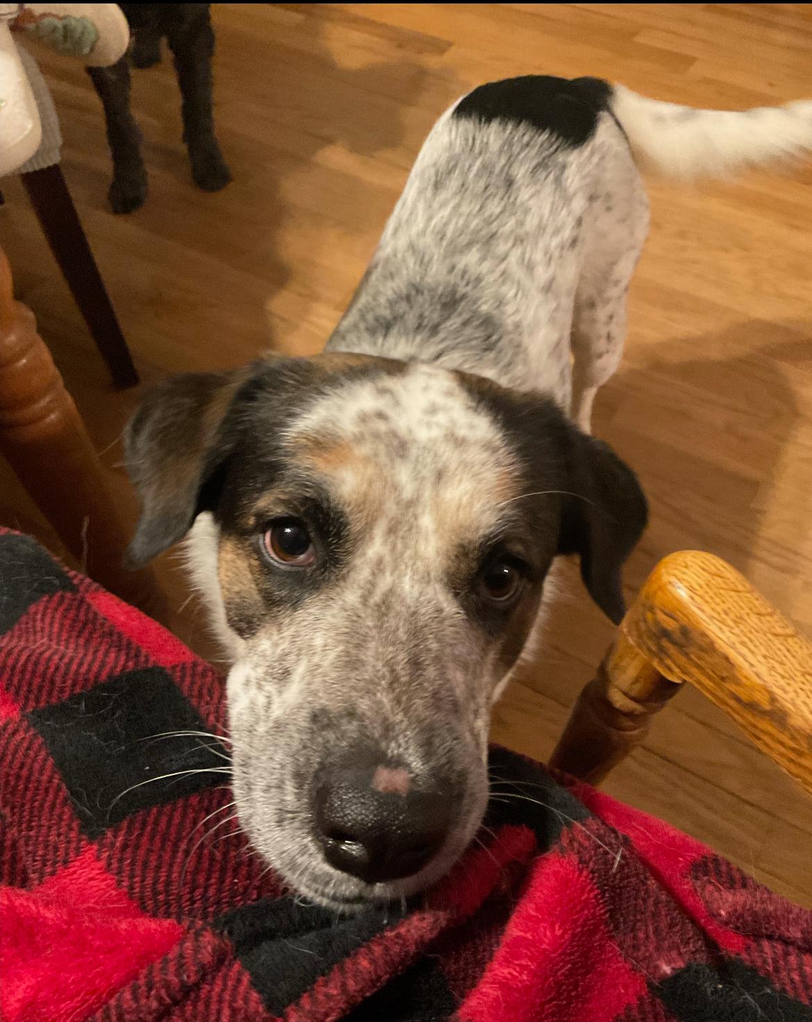 Enlarge Billie Jean , a Adoptable mixed breed in Columbia, MD image 1/5