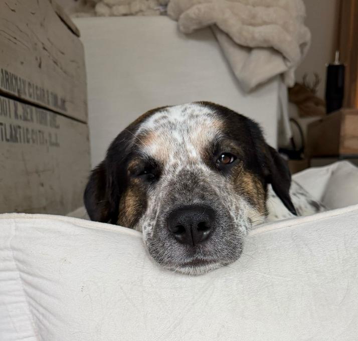 Enlarge Billie Jean , a Adoptable mixed breed in Columbia, MD image 4/5