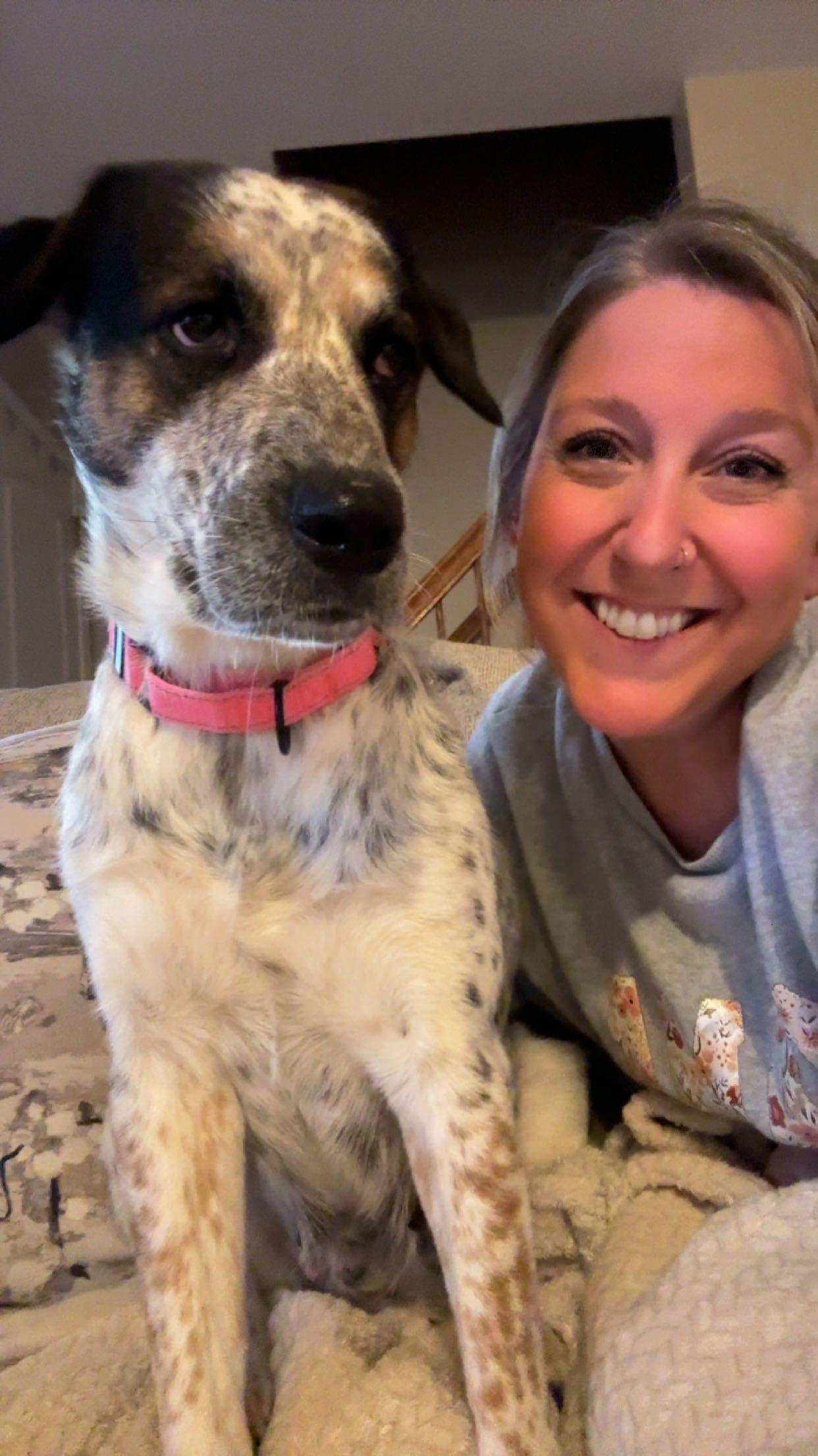 Billie Jean , Adoptable, Young Female Bluetick Coonhound & Spaniel.