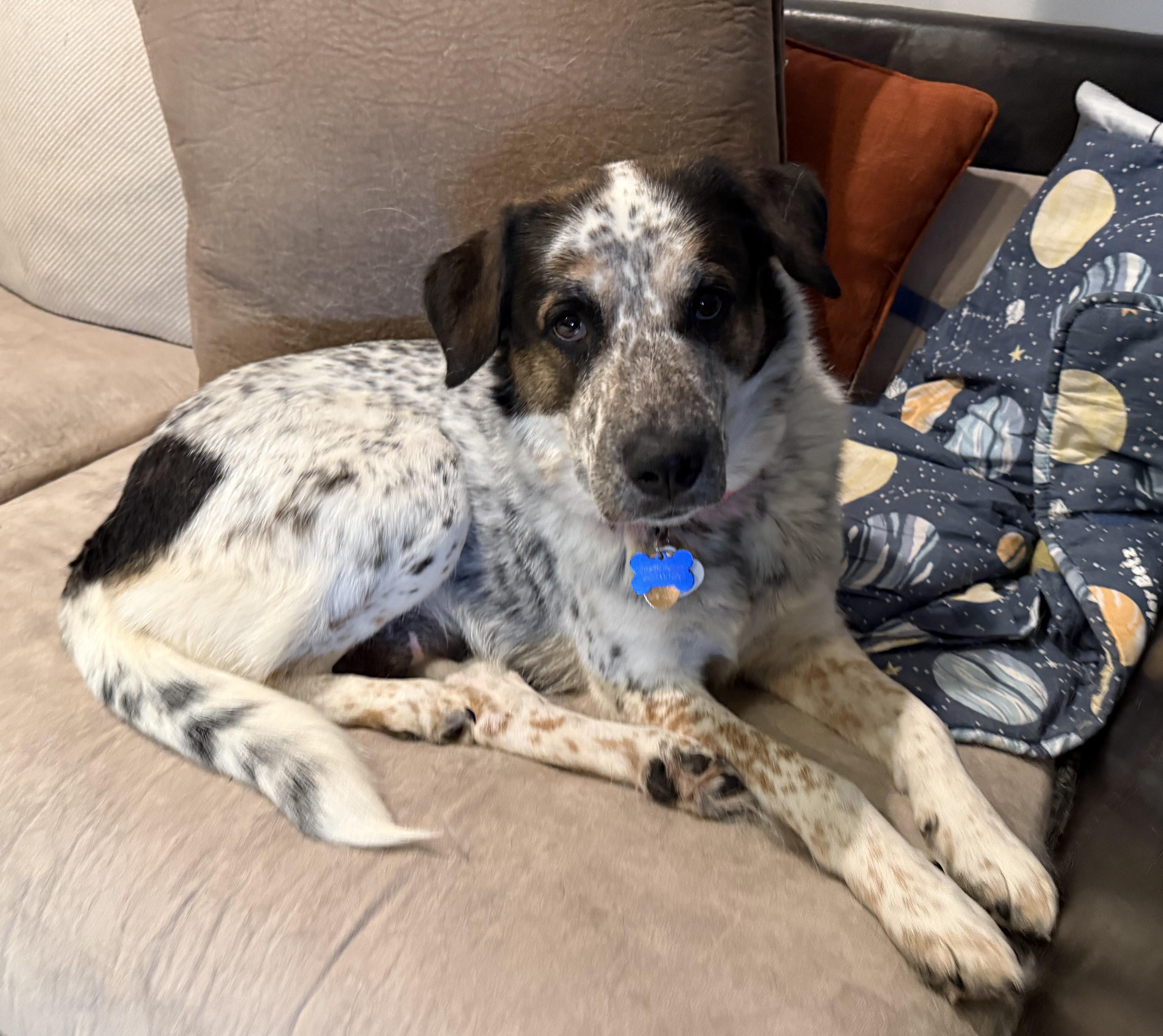 Enlarge Billie Jean , a Adoptable mixed breed in Columbia, MD image 2/5