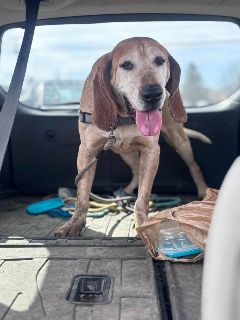 Enlarge Baxter *Sponsored Adoption, a Adoptable Coonhound in Christiansburg, VA image 1/6