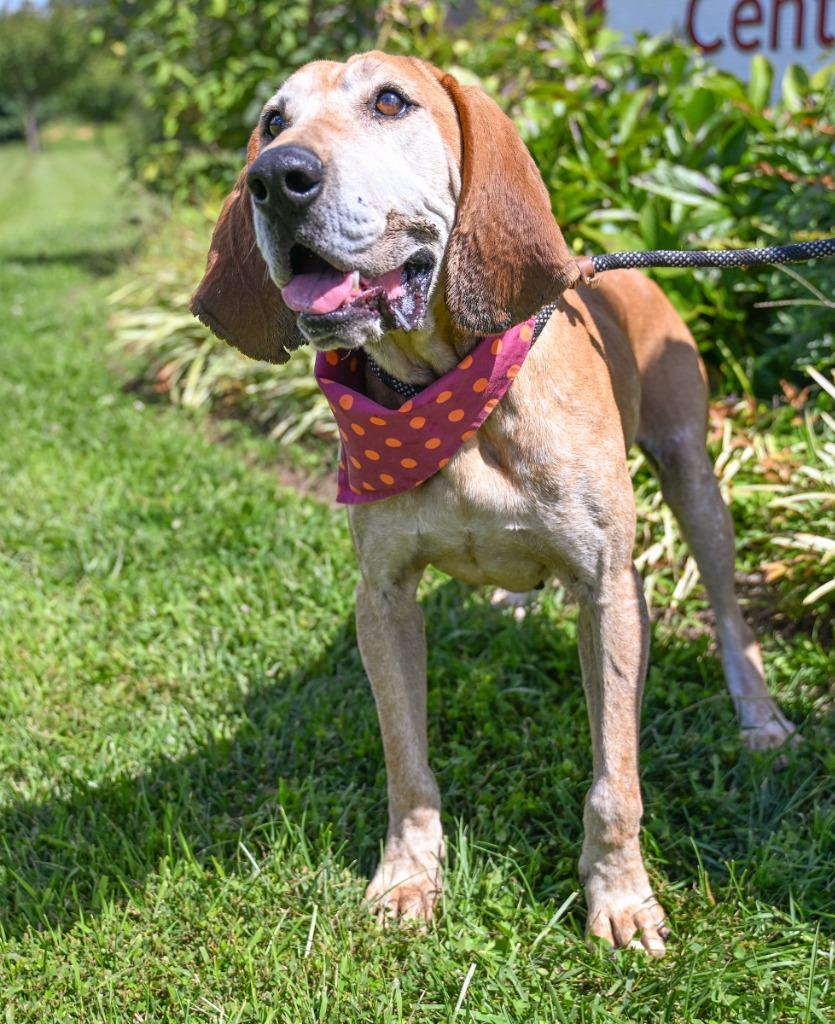 Baxter *Sponsored Adoption, Adoptable, Adult Male Coonhound.