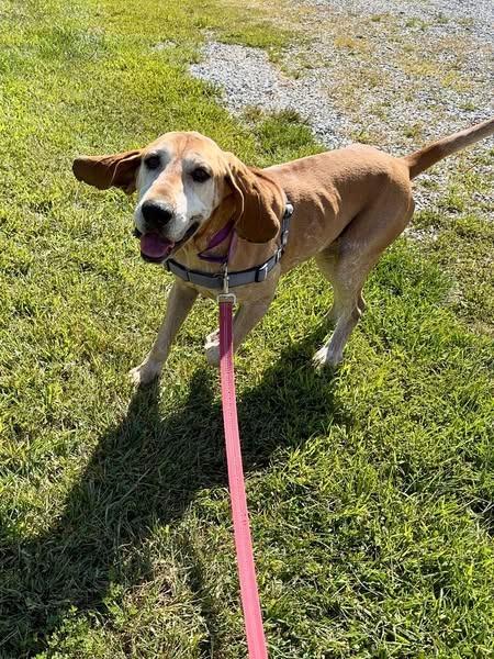 Enlarge Baxter *Sponsored Adoption, a Adoptable Coonhound in Christiansburg, VA image 2/2