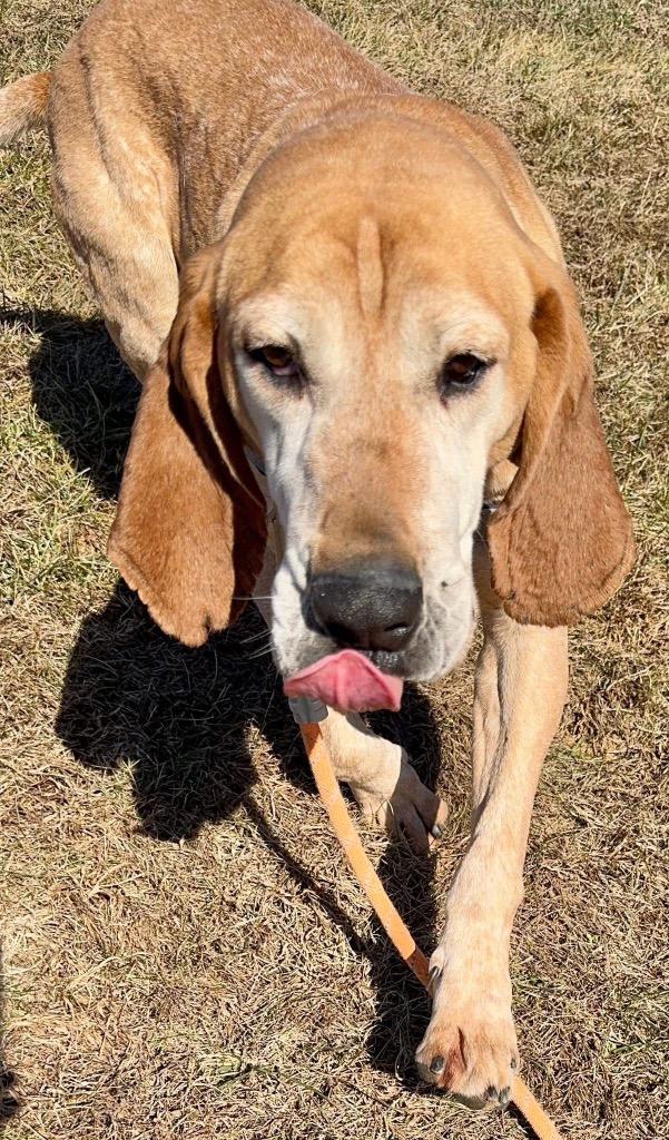 Enlarge Baxter *Sponsored Adoption, a Adoptable Coonhound in Christiansburg, VA image 3/6
