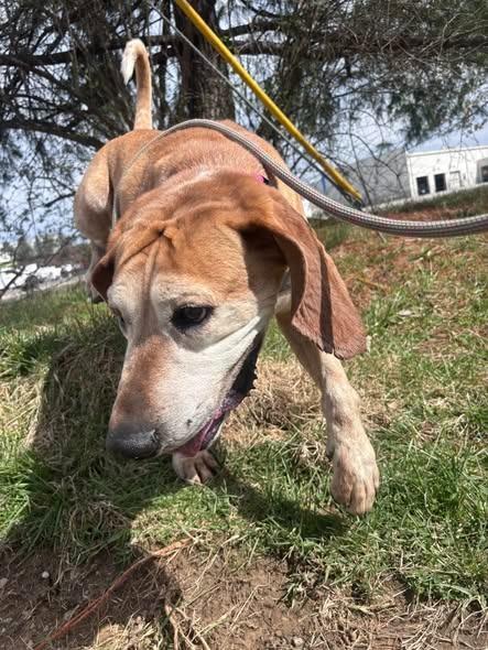 Enlarge Baxter *Sponsored Adoption, a Adoptable Coonhound in Christiansburg, VA image 5/6