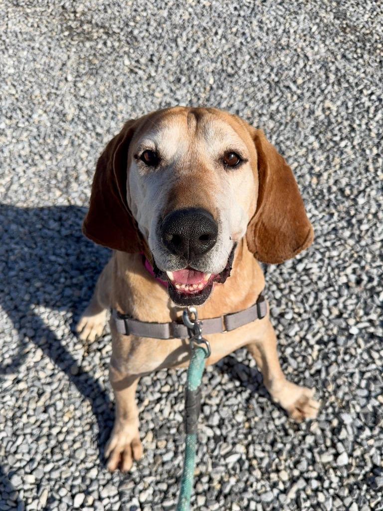 Enlarge Baxter *Sponsored Adoption, a Adoptable Coonhound in Christiansburg, VA image 6/6