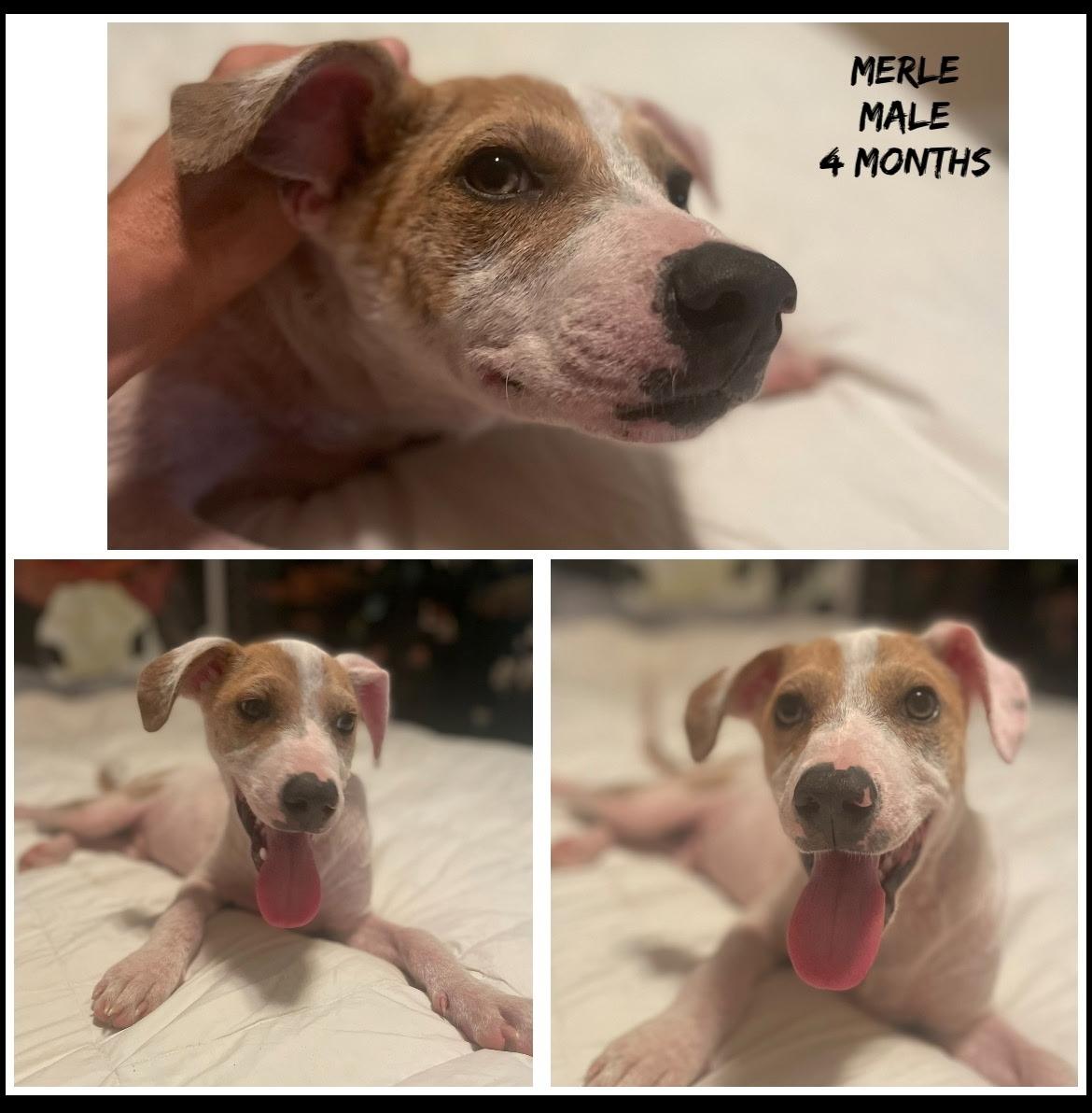 Merle