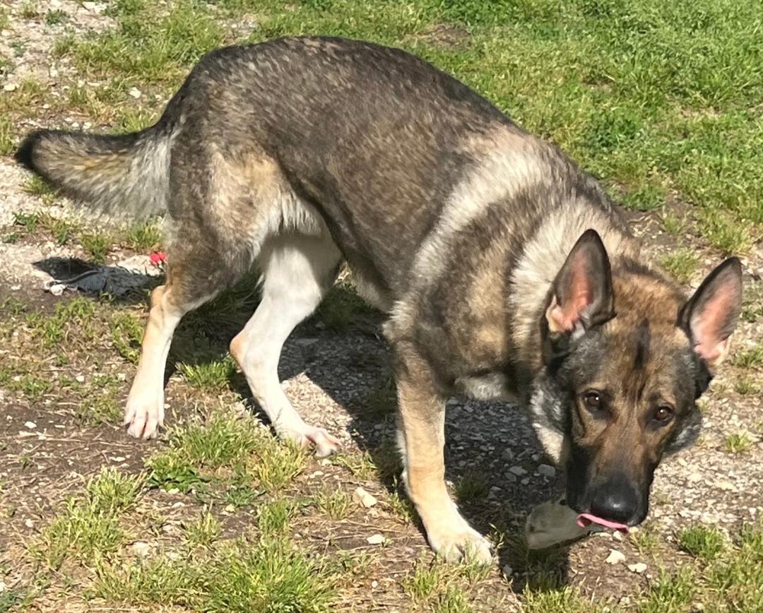 Knox, an adopted German Shepherd Dog in Willington, CT image 1/4