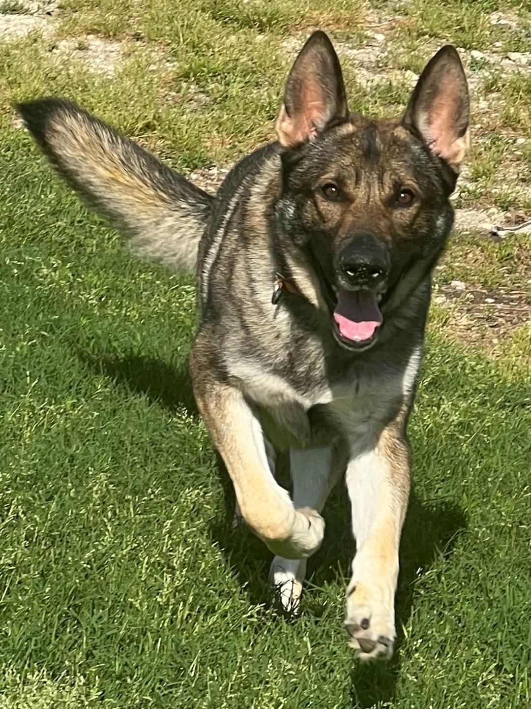 Knox, an adopted German Shepherd Dog in Willington, CT image 2/4