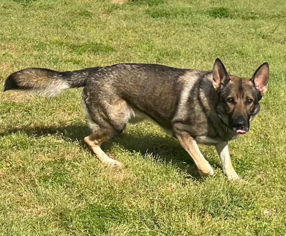 Knox, an adopted German Shepherd Dog in Willington, CT image 4/4