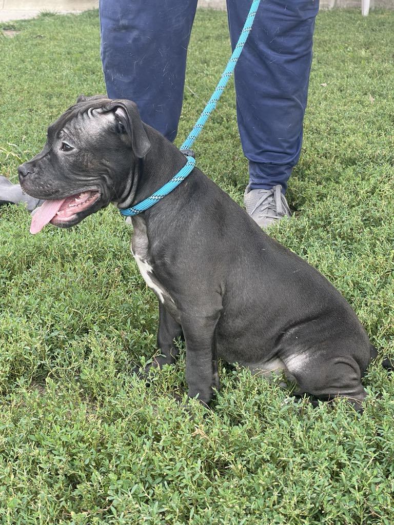 Enlarge Bitzy (in a FOSTER home), a Adoptable mixed breed in Springfield, IL image 2/2