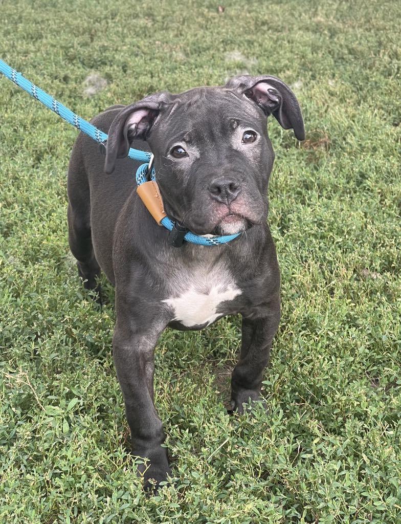 Bitzy (in a FOSTER home)