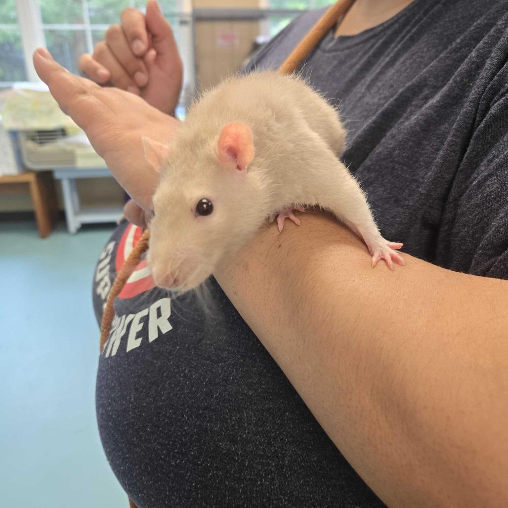 Larry, Adoptable, Young Male Rat.