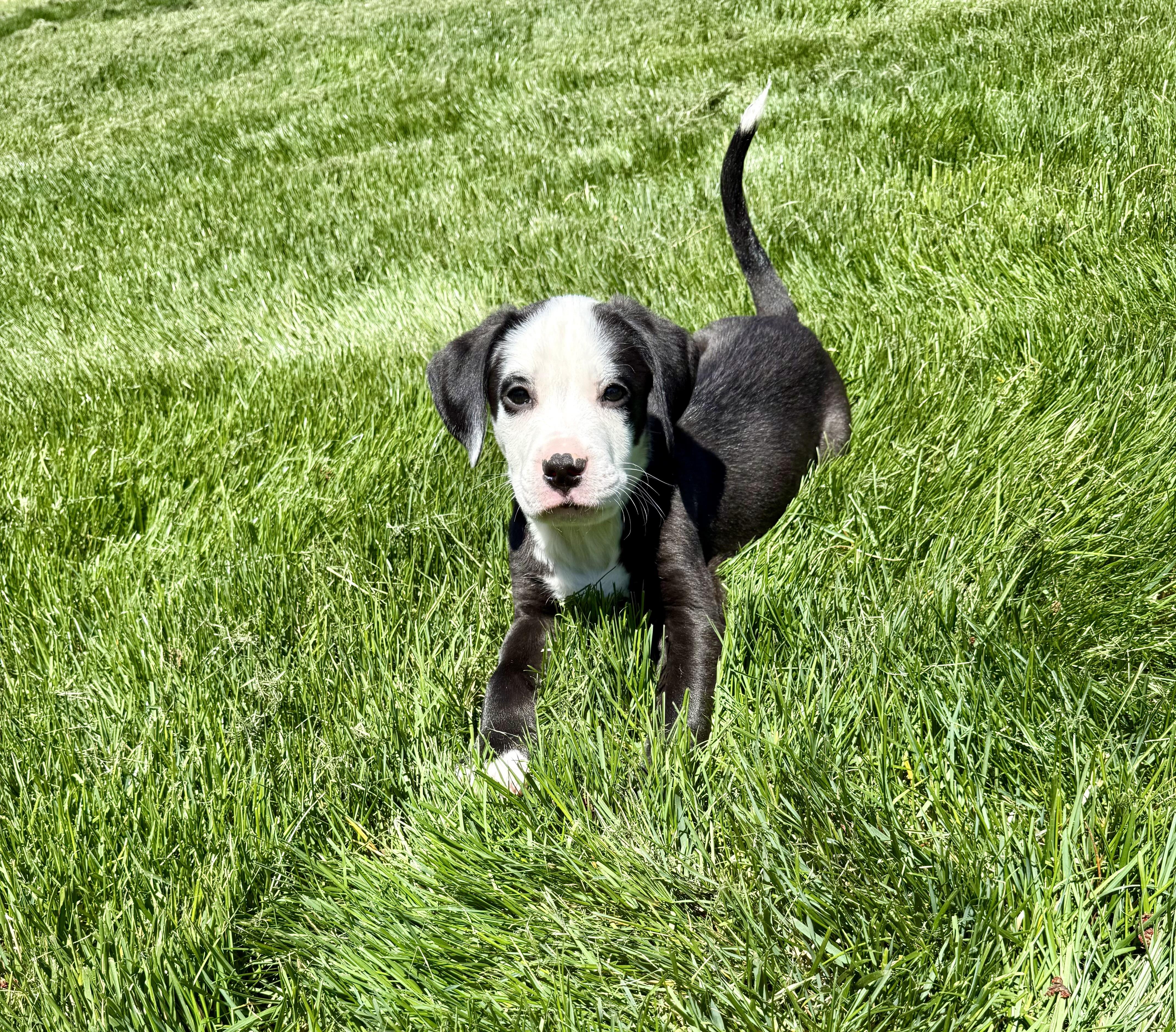 Whisky, Adoptable, Puppy Male Terrier & Labrador Retriever.