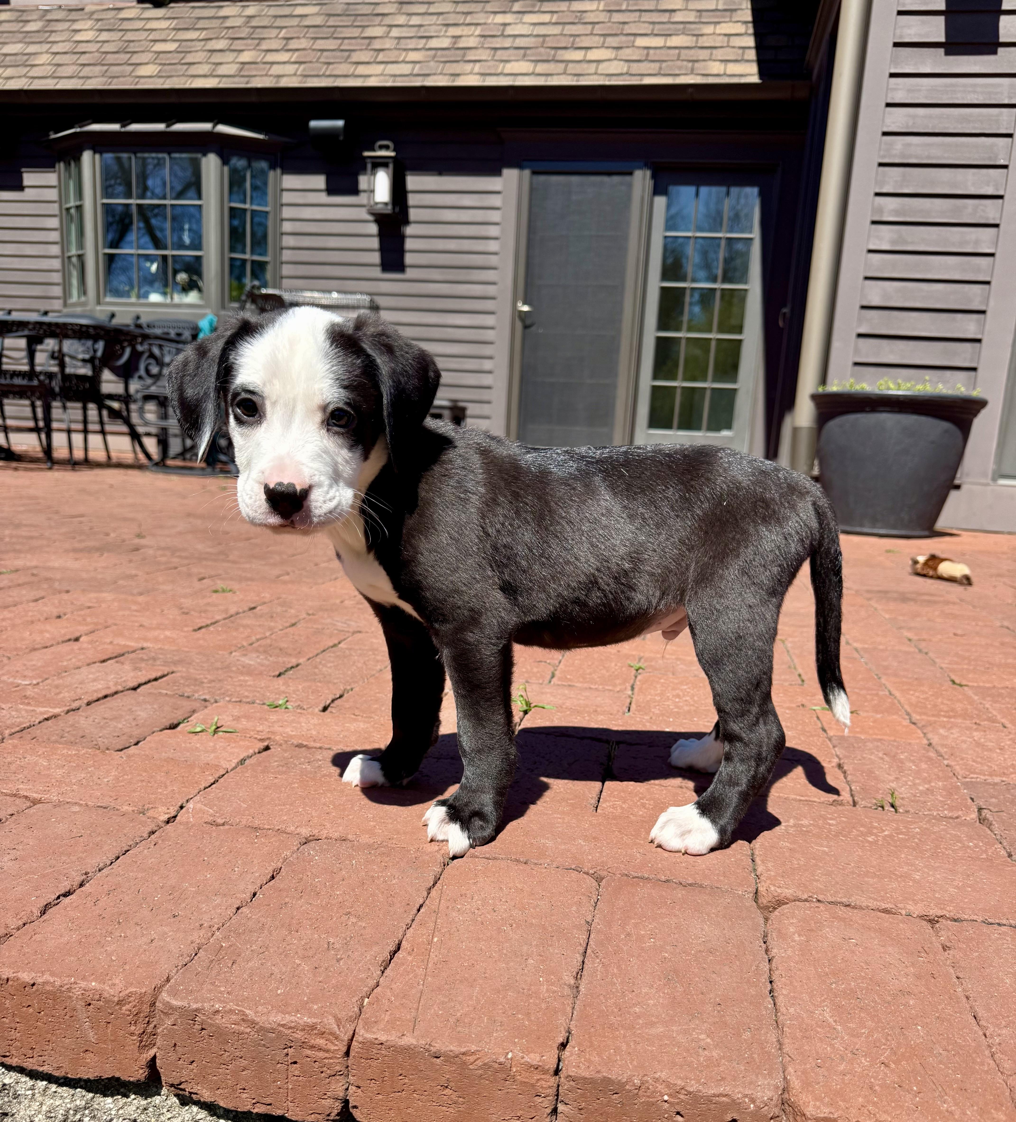 Enlarge Whisky, a Adoptable mixed breed in Randolph, NJ image 3/6