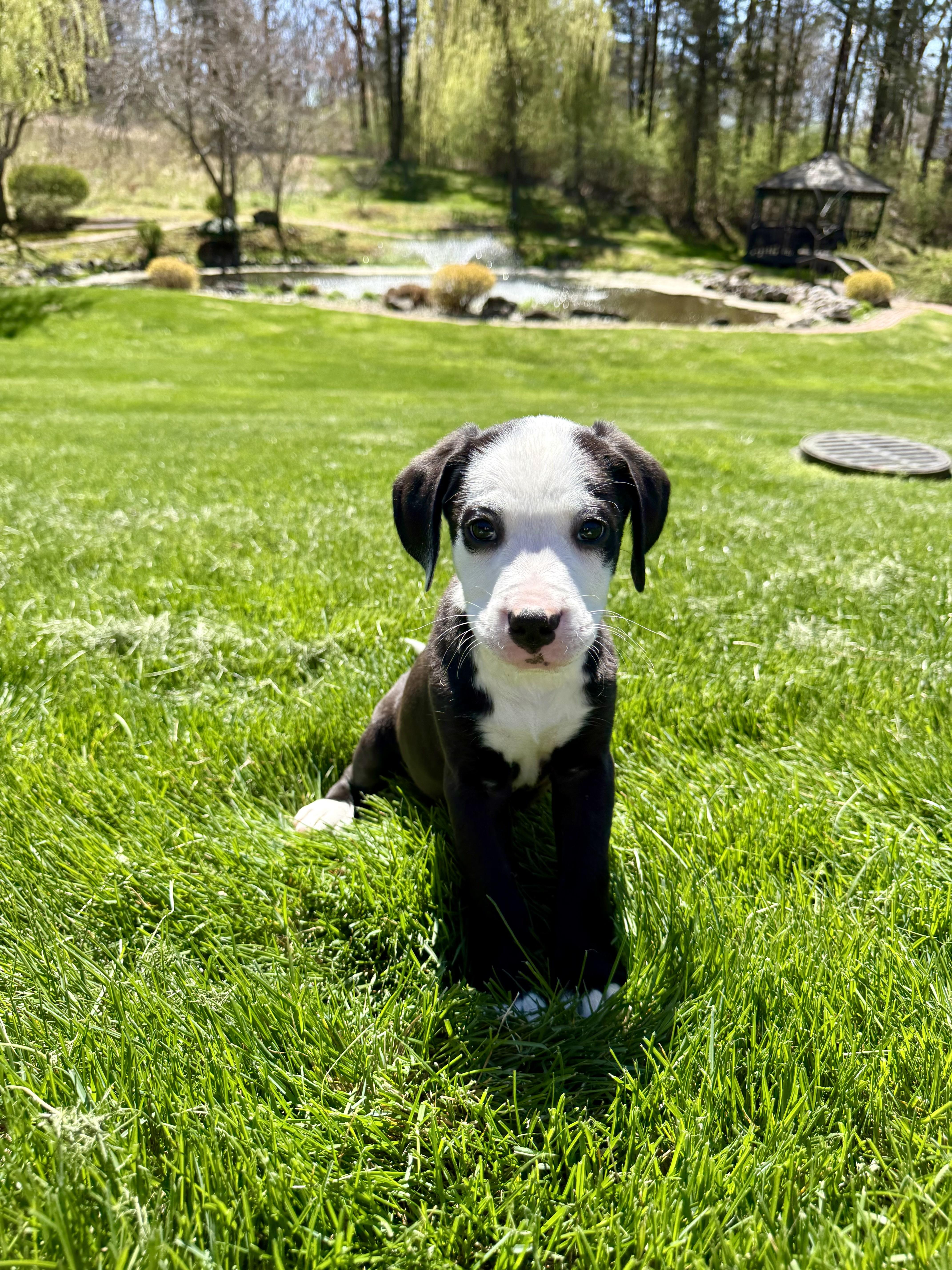 Enlarge Whisky, a Adoptable mixed breed in Randolph, NJ image 2/6