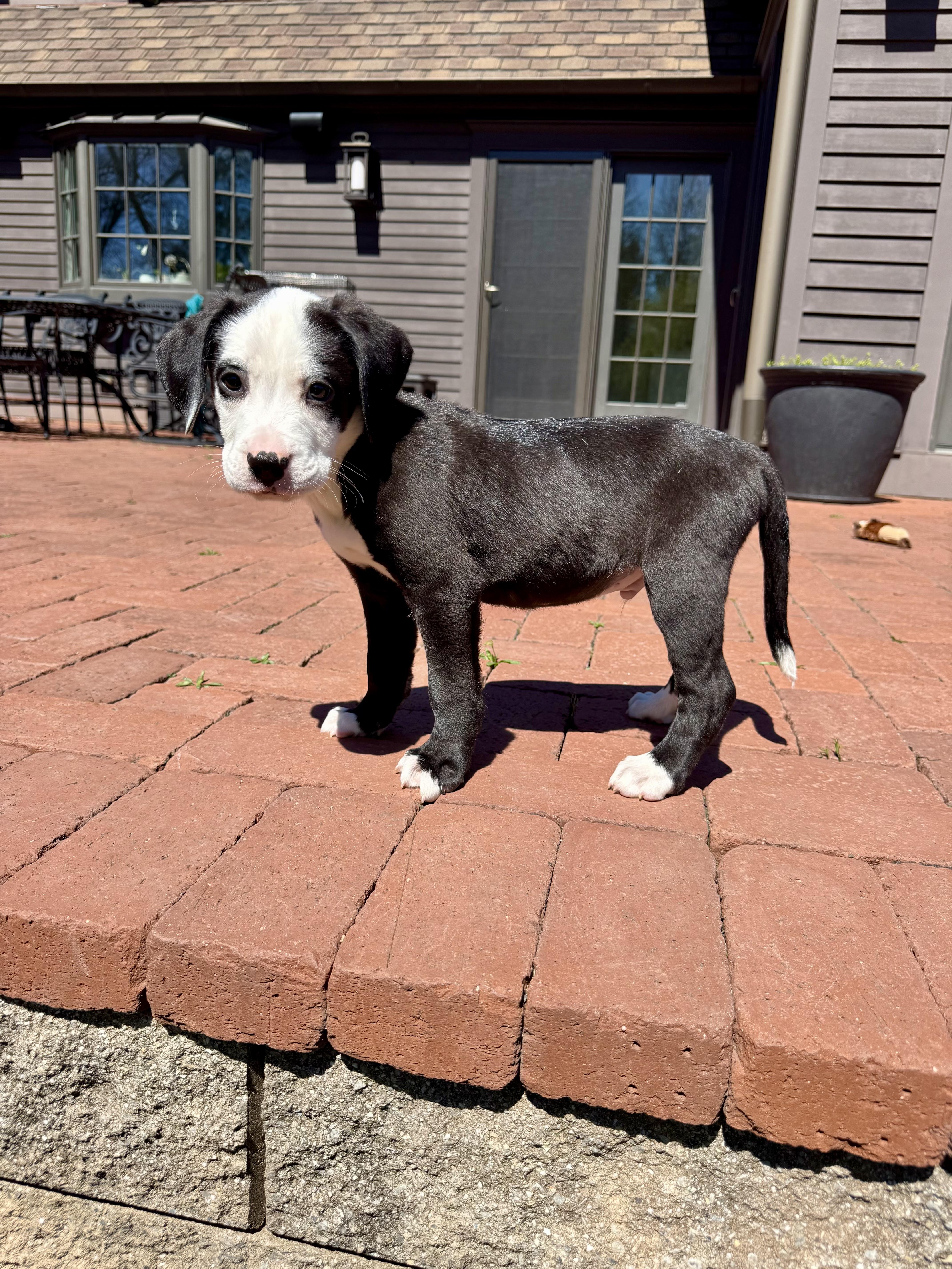 Whisky, Adoptable, Puppy Male Terrier & Labrador Retriever.