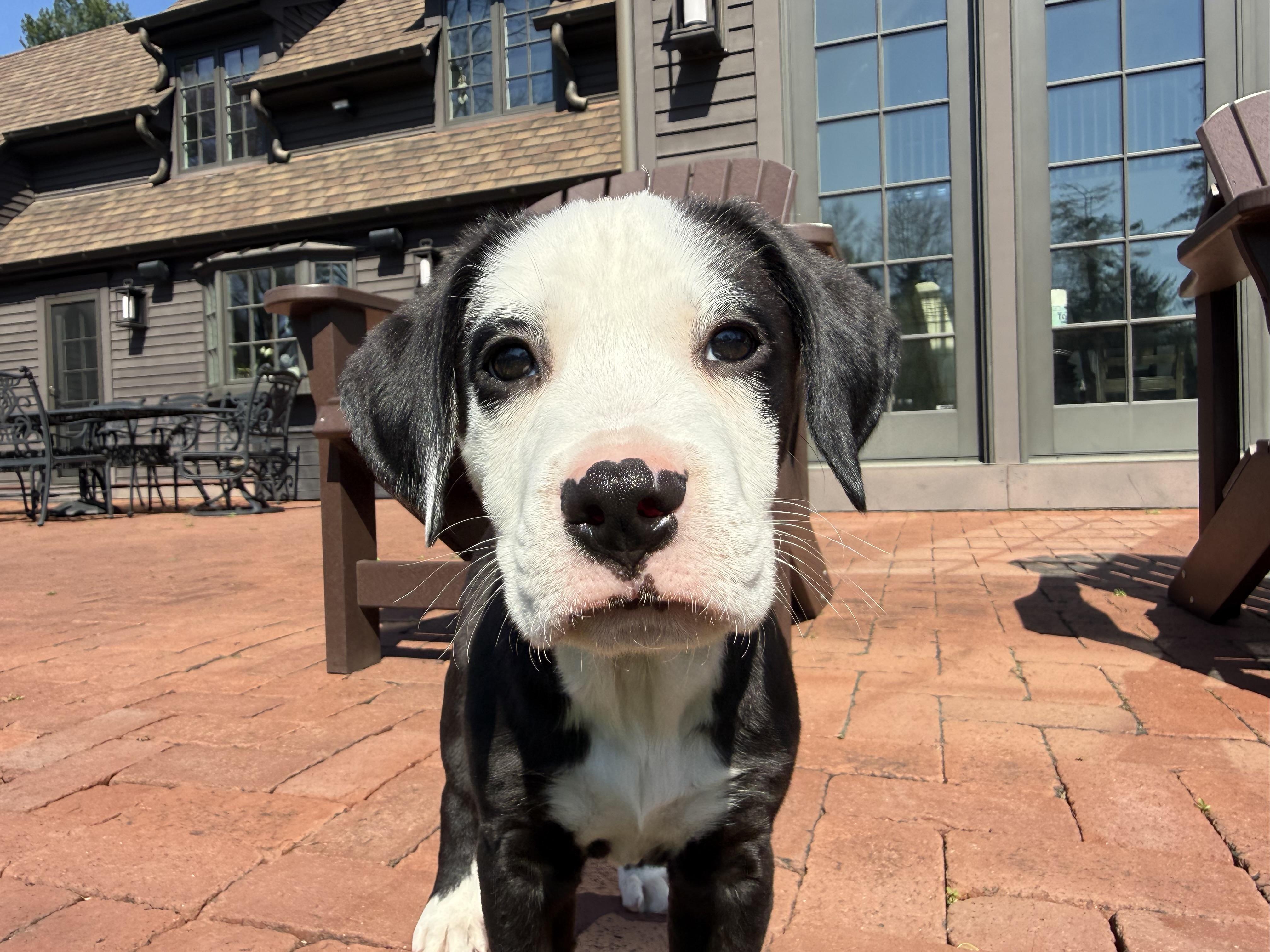Whisky, a Adoptable mixed breed in Randolph, NJ image 5/6