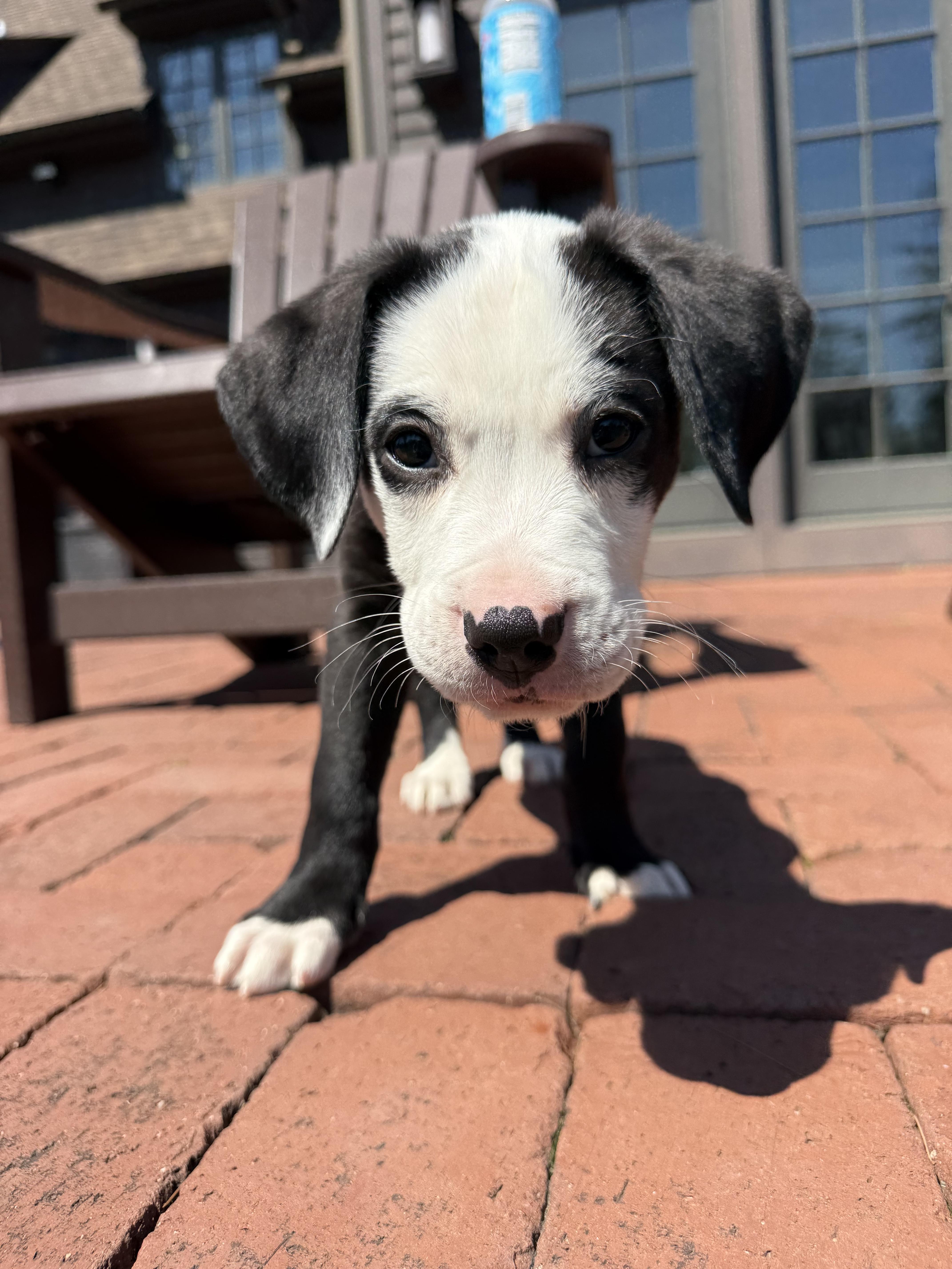 Enlarge Whisky, a Adoptable mixed breed in Randolph, NJ image 6/6