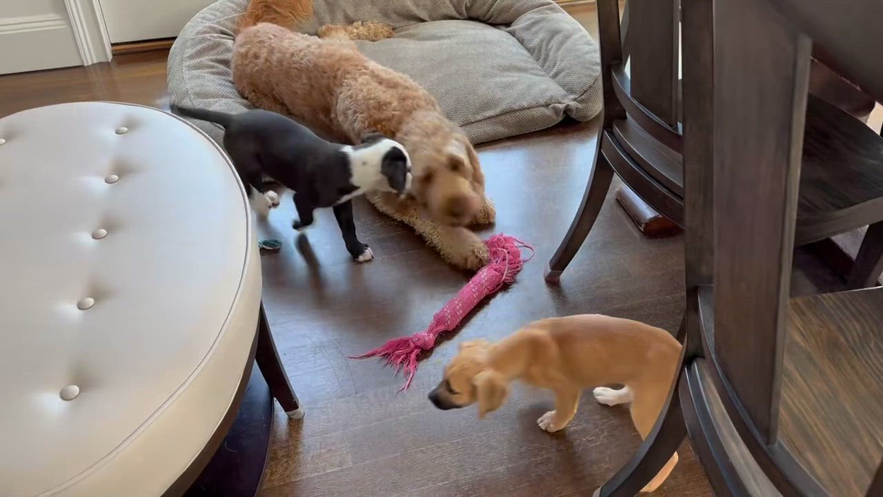 Enlarge Whisky, a Adoptable mixed breed in Randolph, NJ video 6/6