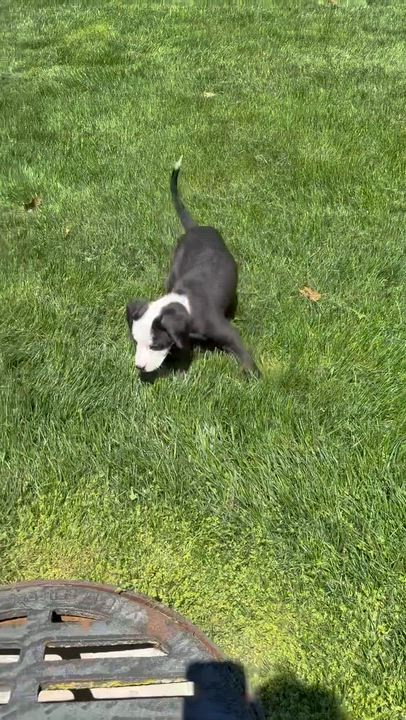 Enlarge Whisky, a Adoptable mixed breed in Randolph, NJ video 5/6