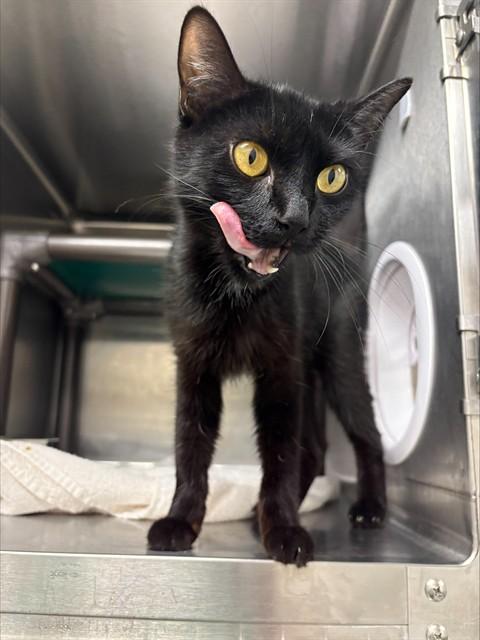 Enlarge LULU, a Adoptable Domestic Short Hair in Augusta, GA image 1/1