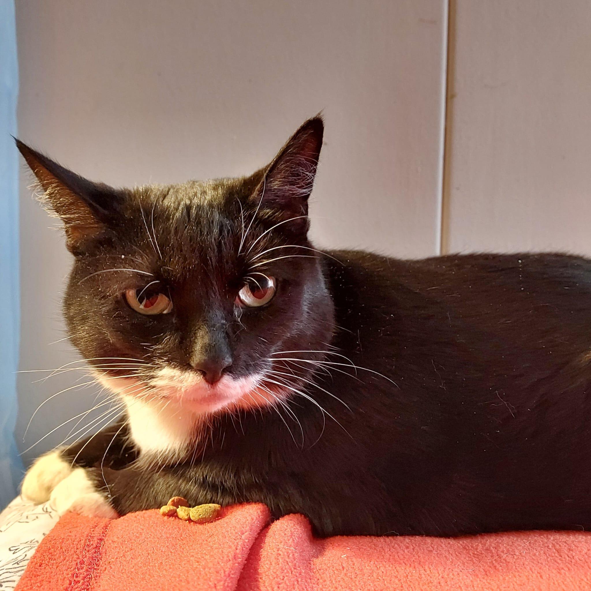 Friday, Adopted, Adult Female Domestic Short Hair & Tuxedo.