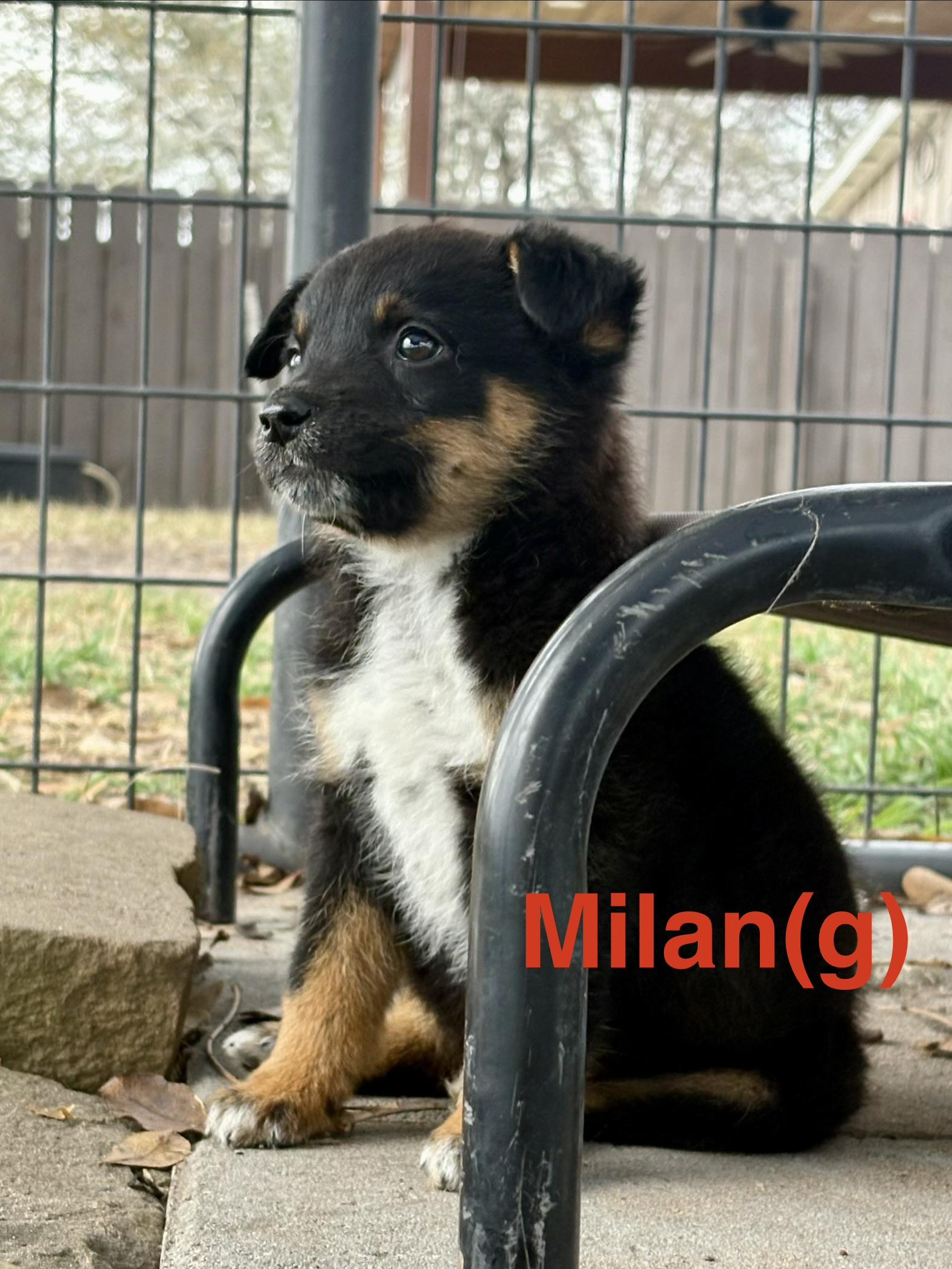 Enlarge Milan, an adoption pending mixed breed in Whiting, NJ image 1/1