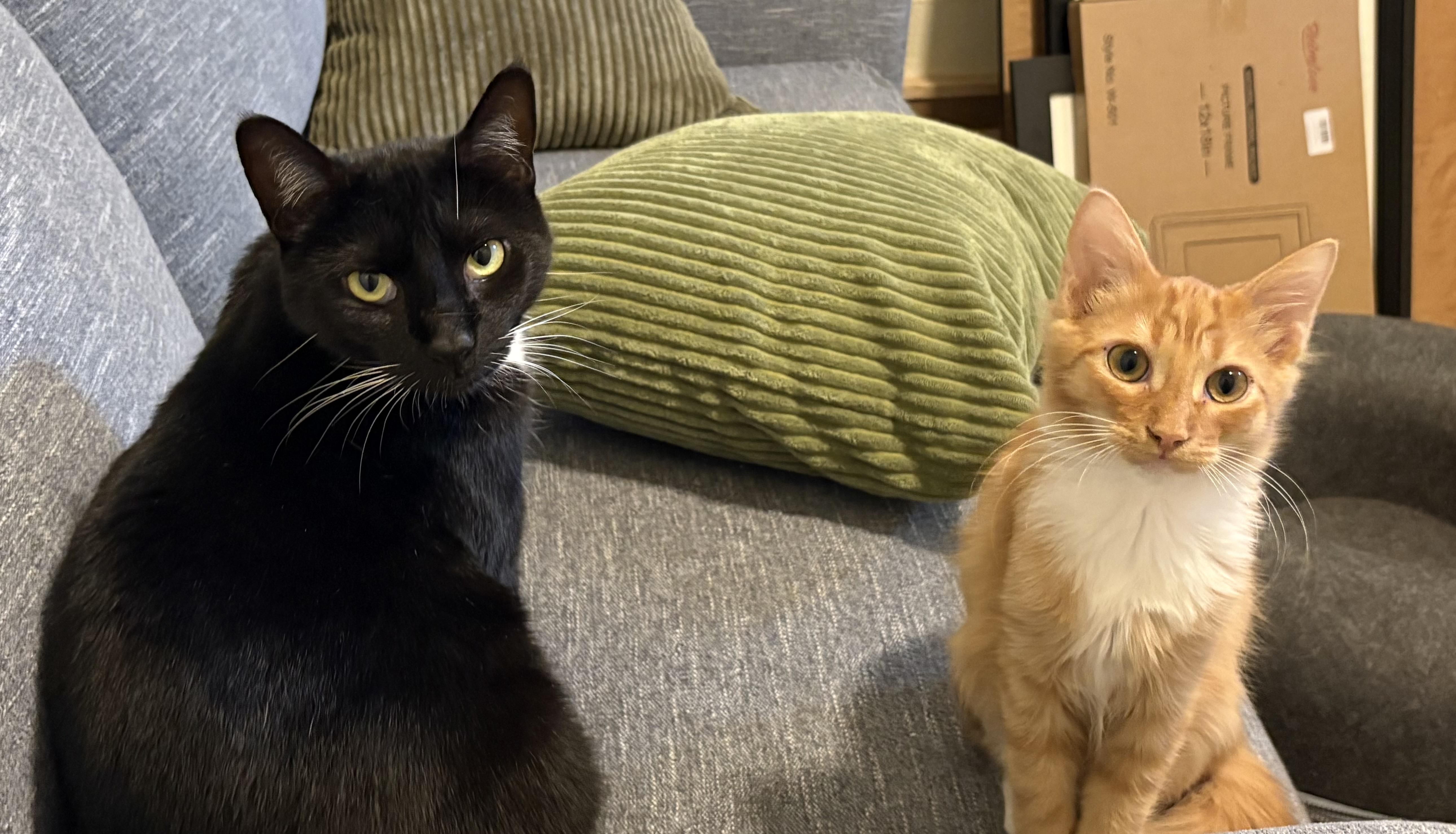 Parrot - Athens, GA, an adoptable Manx, Tuxedo in Athens, GA, 30602 | Photo Image 1