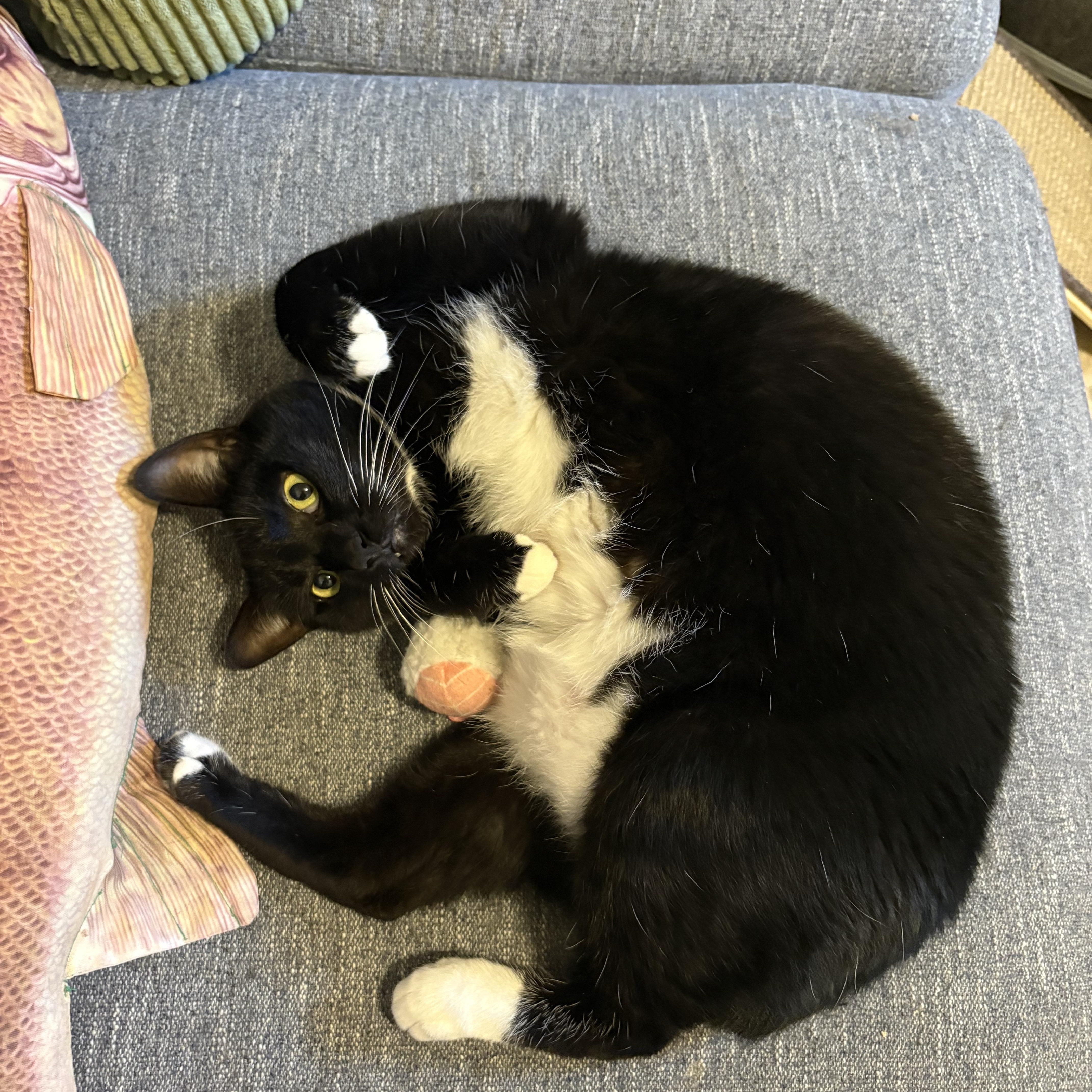 Parrot - Athens, GA, an adoptable Manx, Tuxedo in Athens, GA, 30602 | Photo Image 1