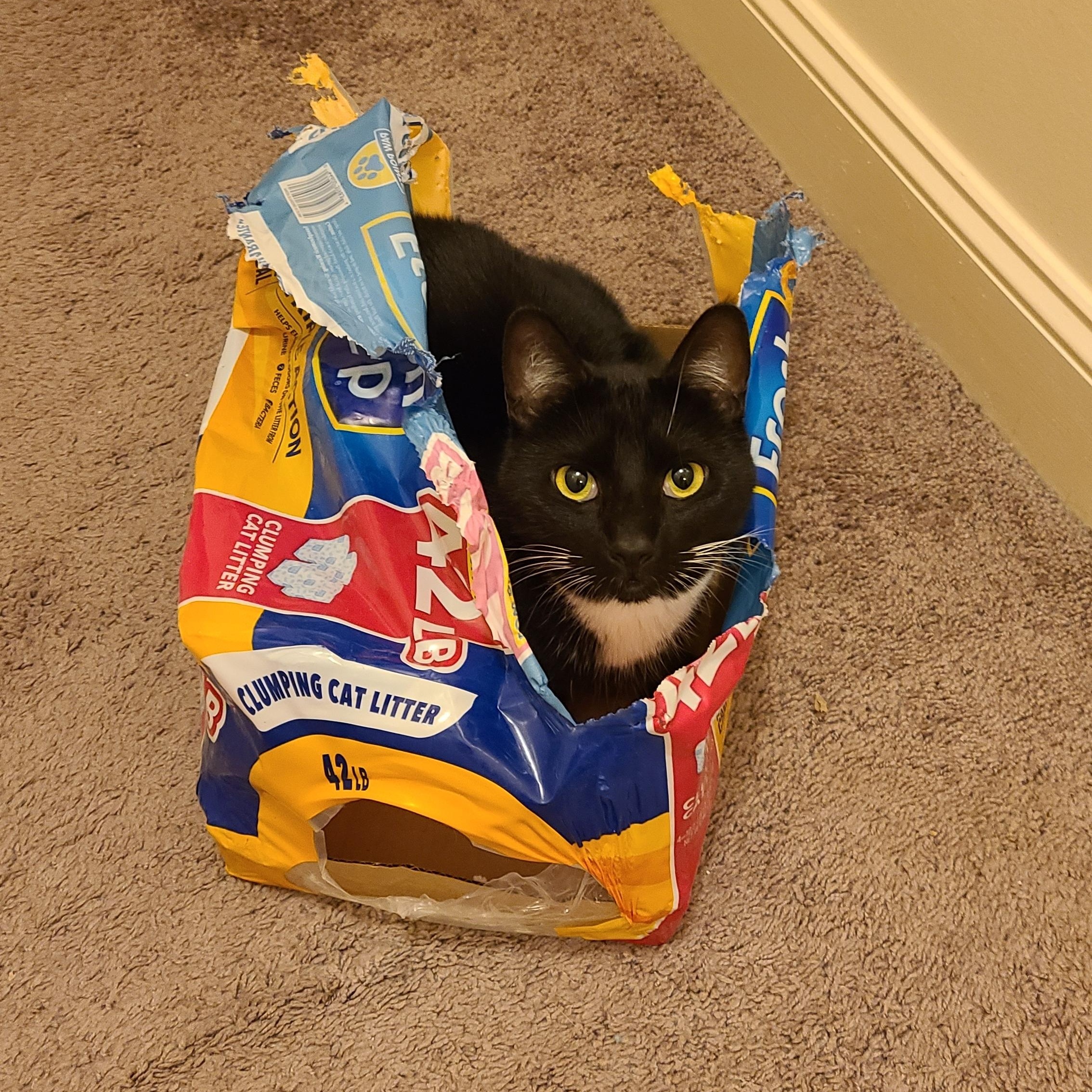 Parrot - Athens, GA, a Adoptable mixed breed in Athens, GA image 6/6