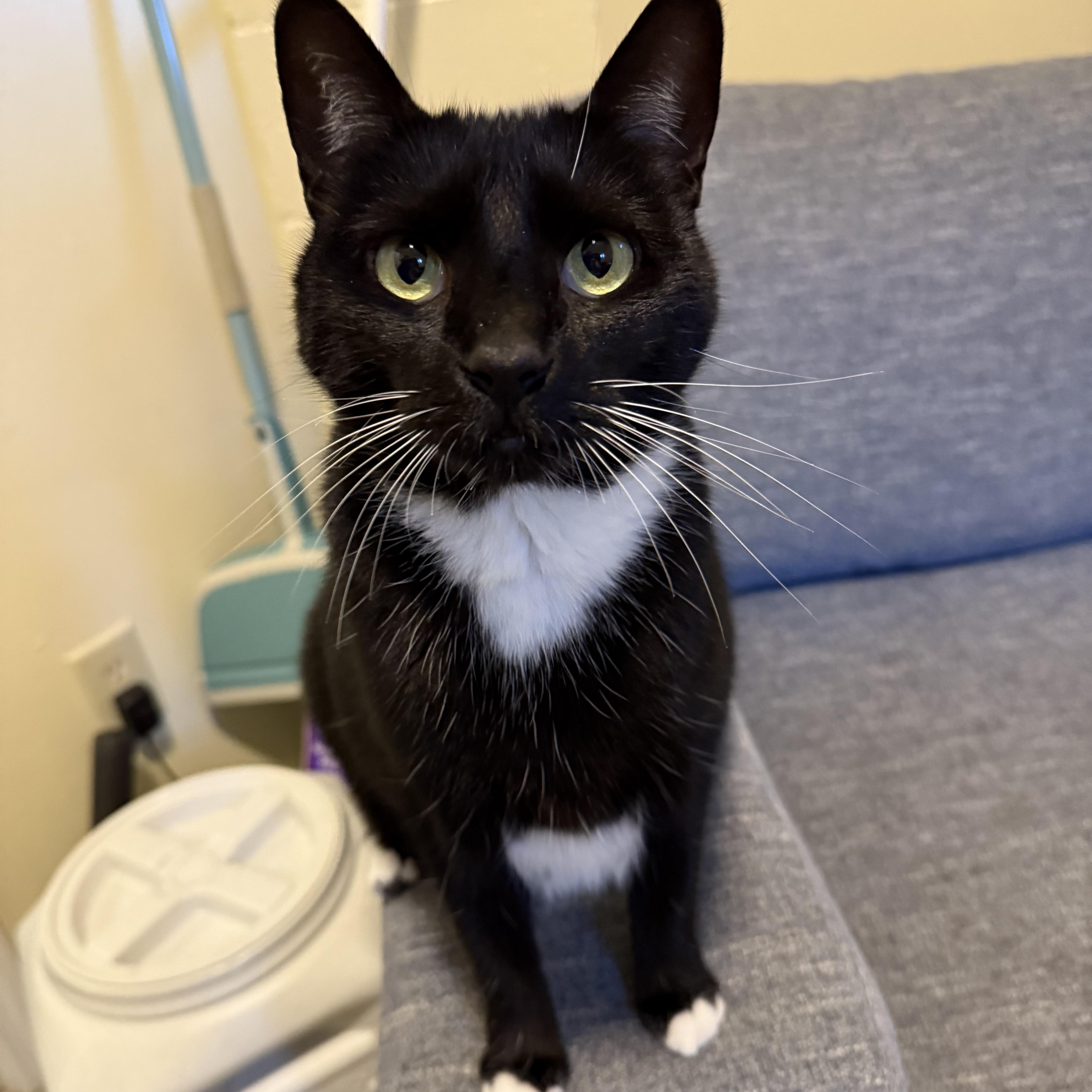 Parrot - Athens, GA, an adoptable Manx, Tuxedo in Athens, GA, 30602 | Photo Image 1
