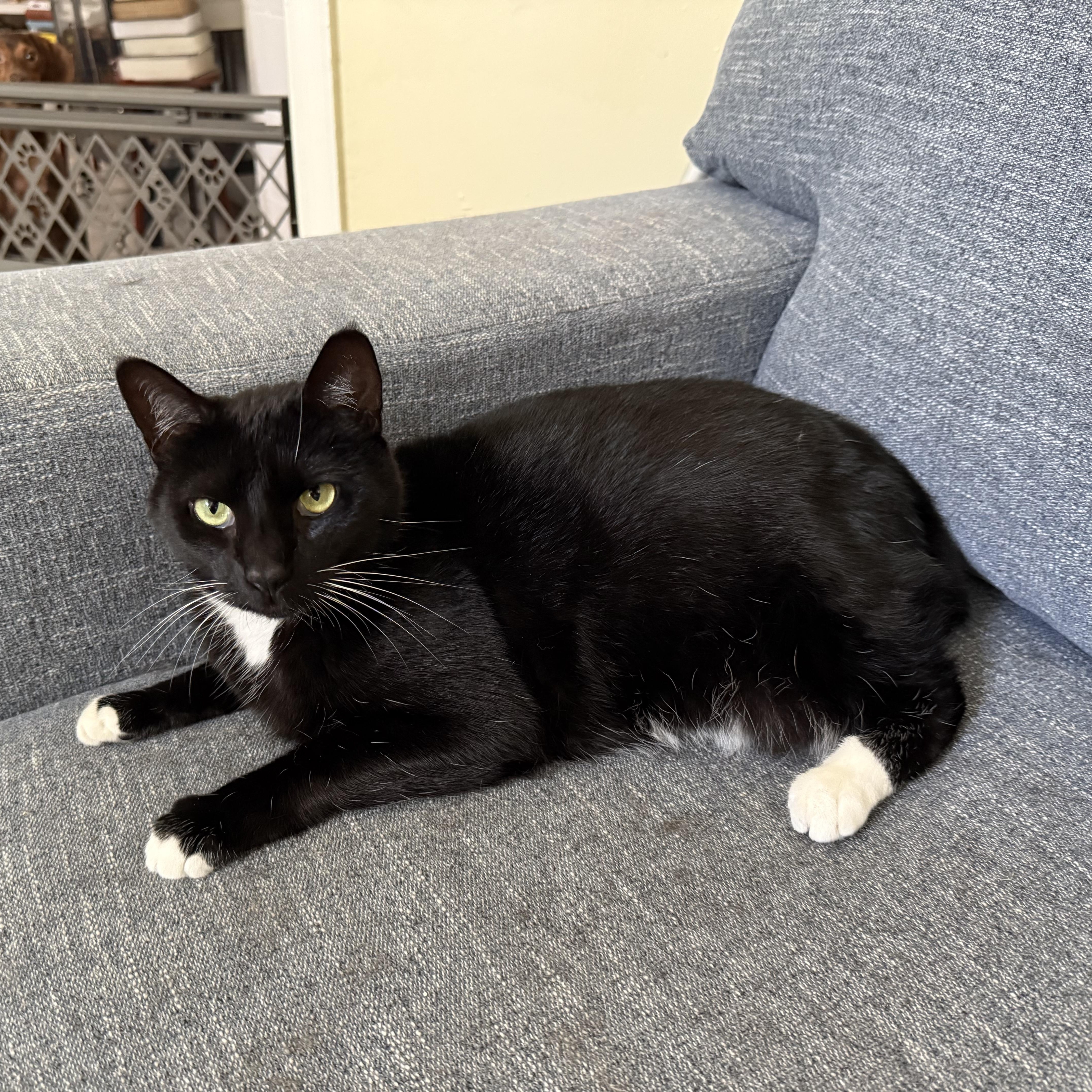 Parrot - Athens, GA, a Adoptable mixed breed in Athens, GA image 3/6