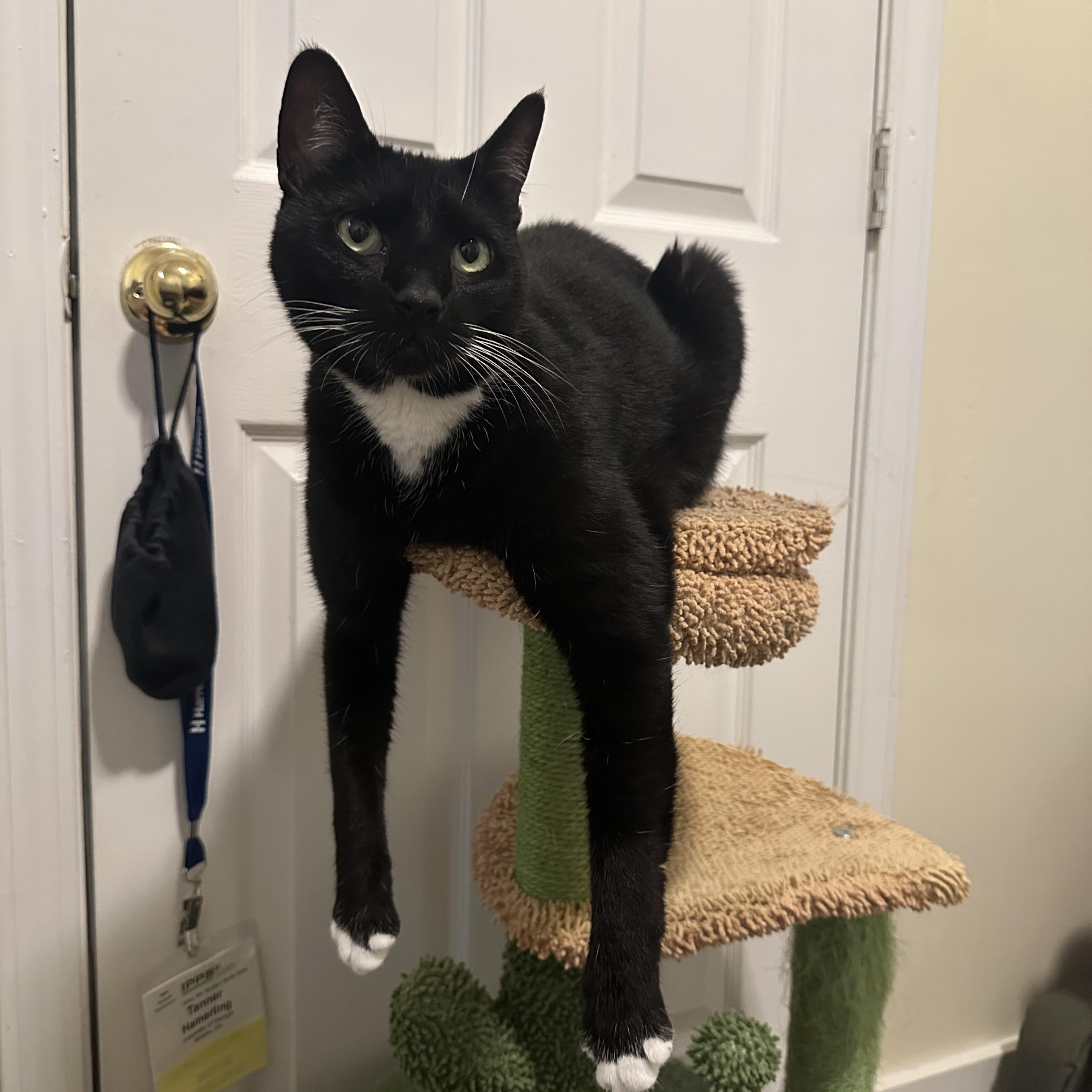 Parrot - Athens, GA, an adoptable Manx, Tuxedo in Athens, GA, 30602 | Photo Image 2