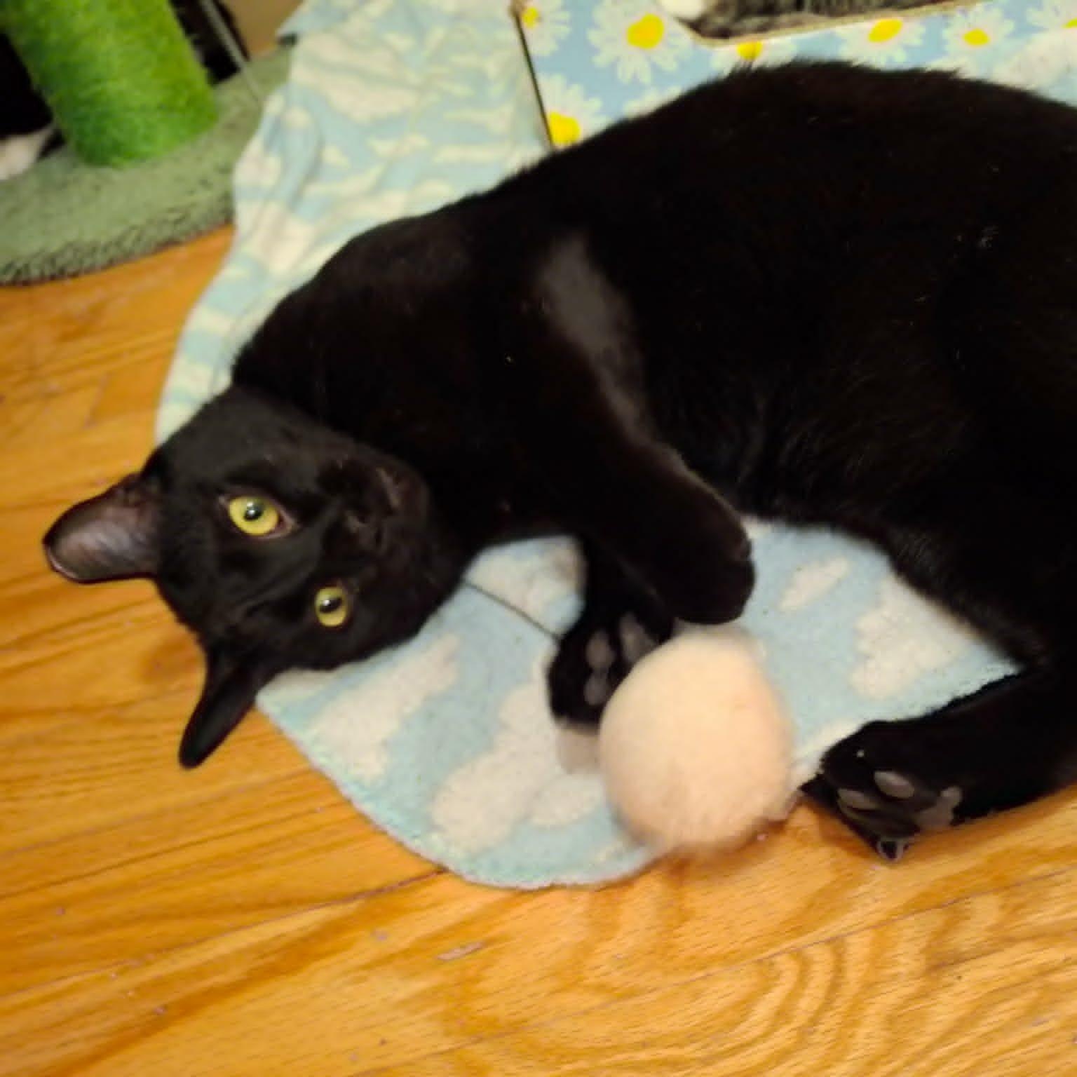 Hardy, a Adoptable Domestic Short Hair in Watertown, WI image 3/6