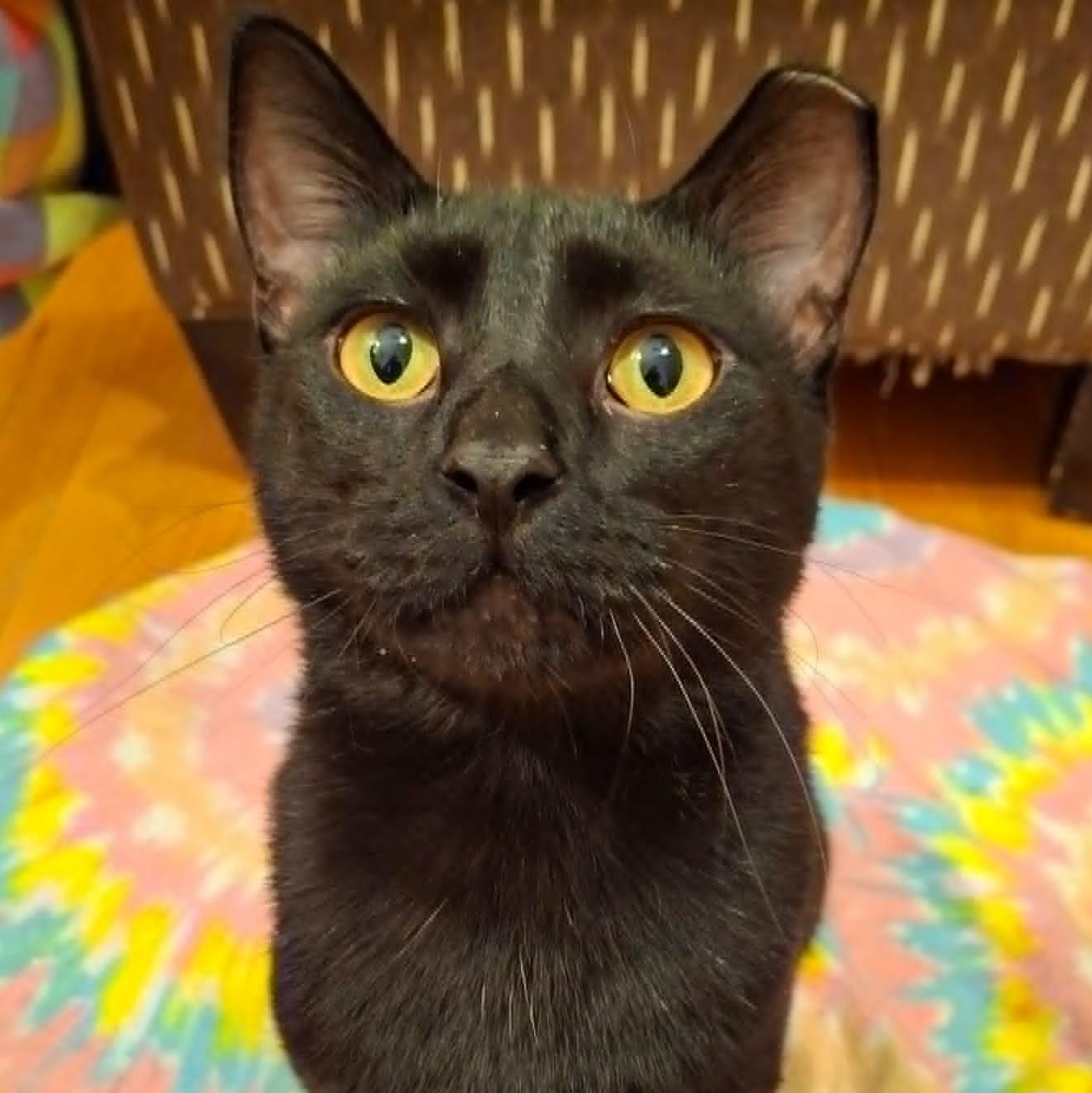 Hardy, a Adoptable Domestic Short Hair in Watertown, WI image 1/6