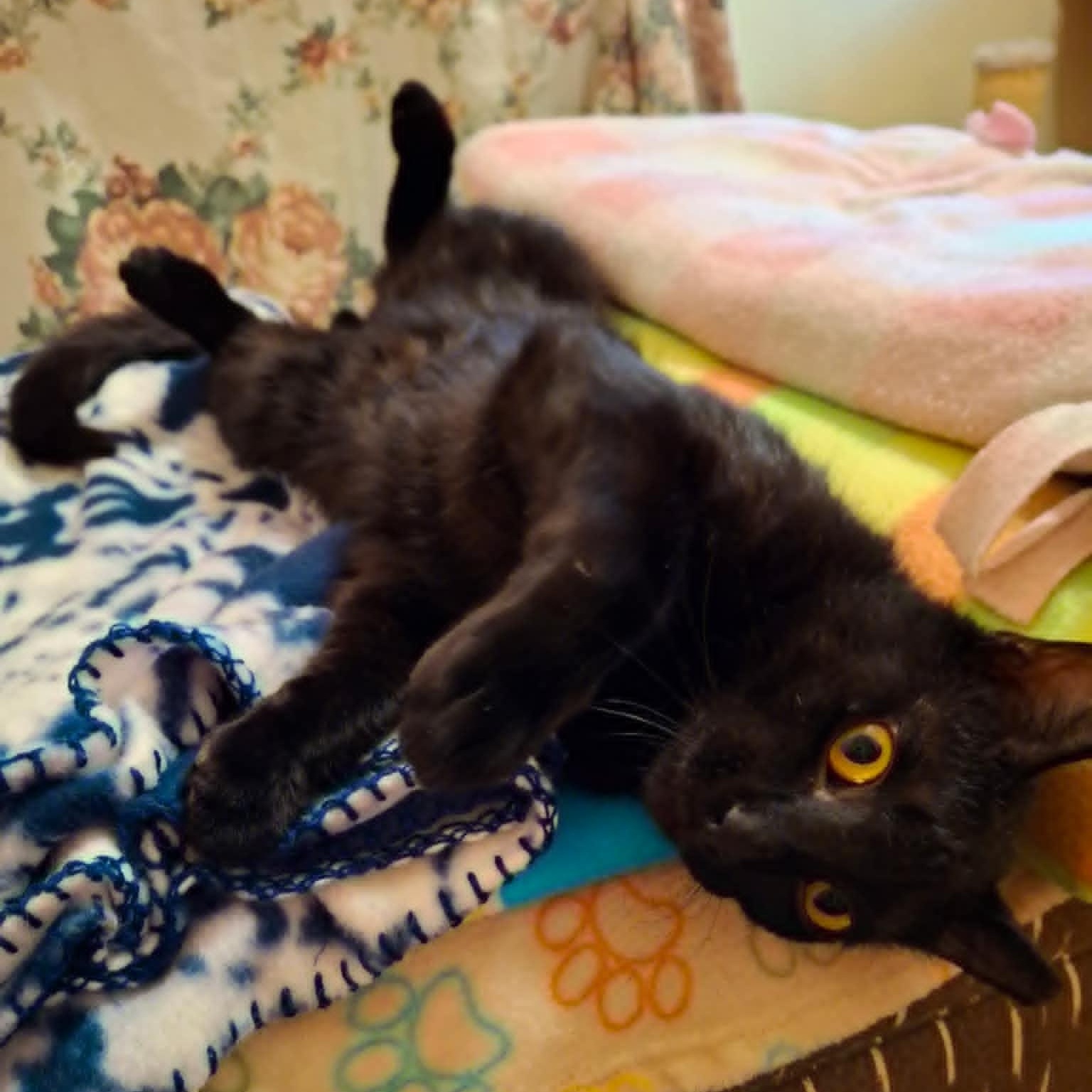 Hardy, a Adoptable Domestic Short Hair in Watertown, WI image 4/6