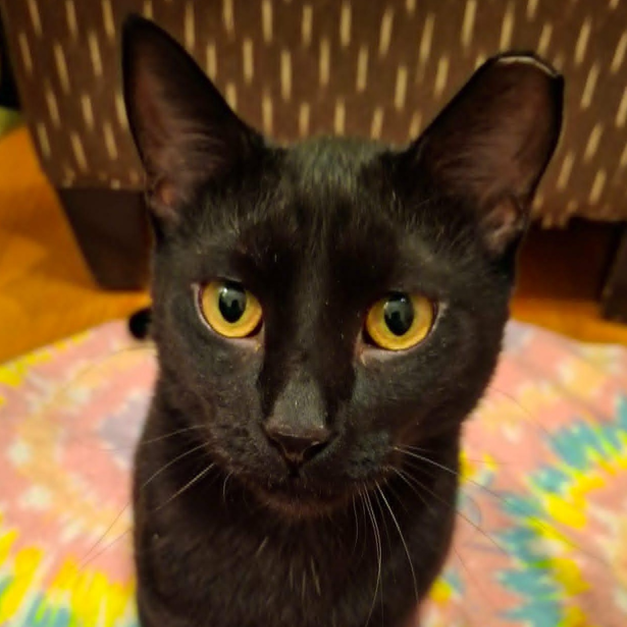 Hardy, a Adoptable Domestic Short Hair in Watertown, WI image 2/6