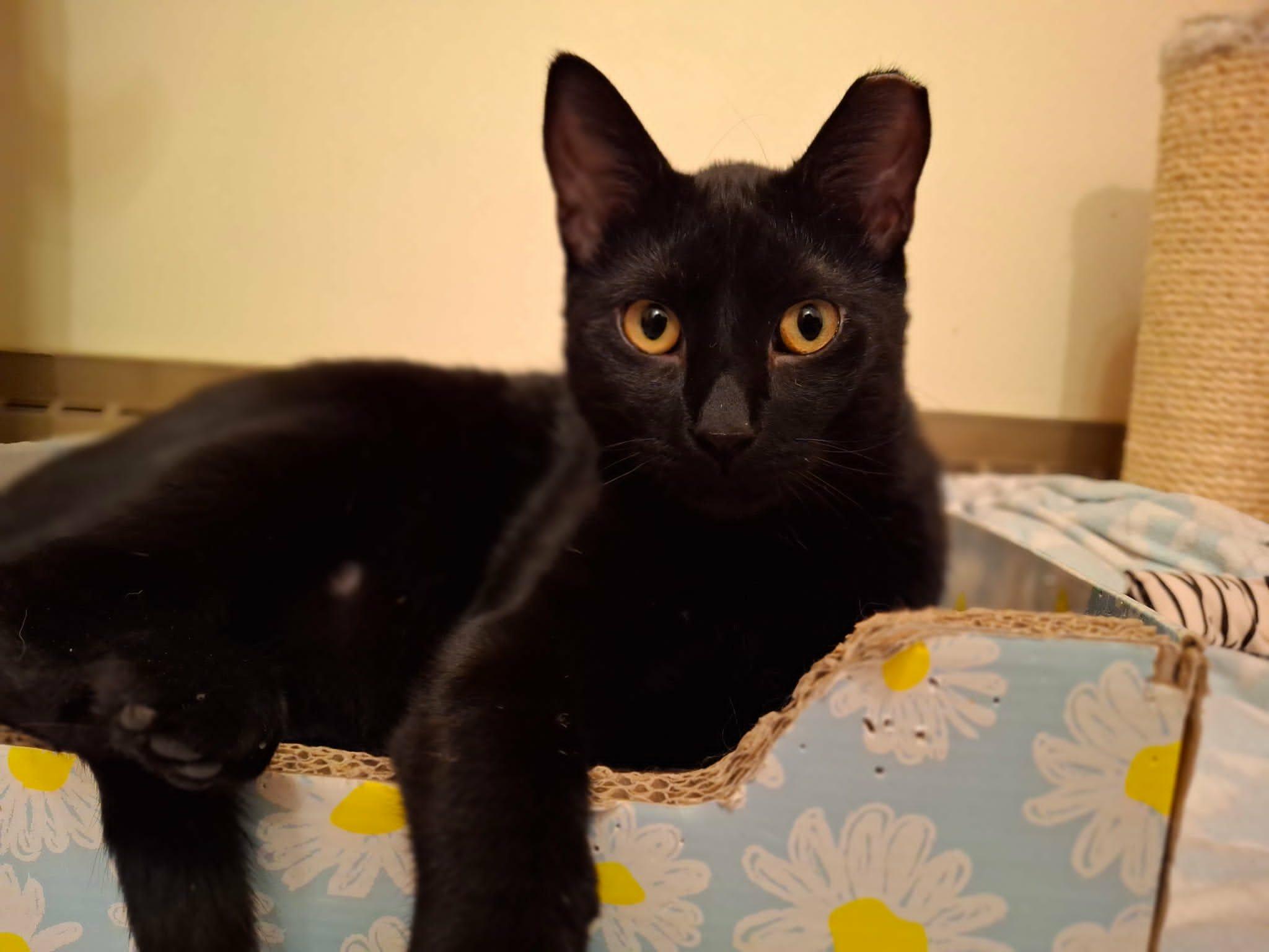 Hardy, a Adoptable Domestic Short Hair in Watertown, WI image 6/6