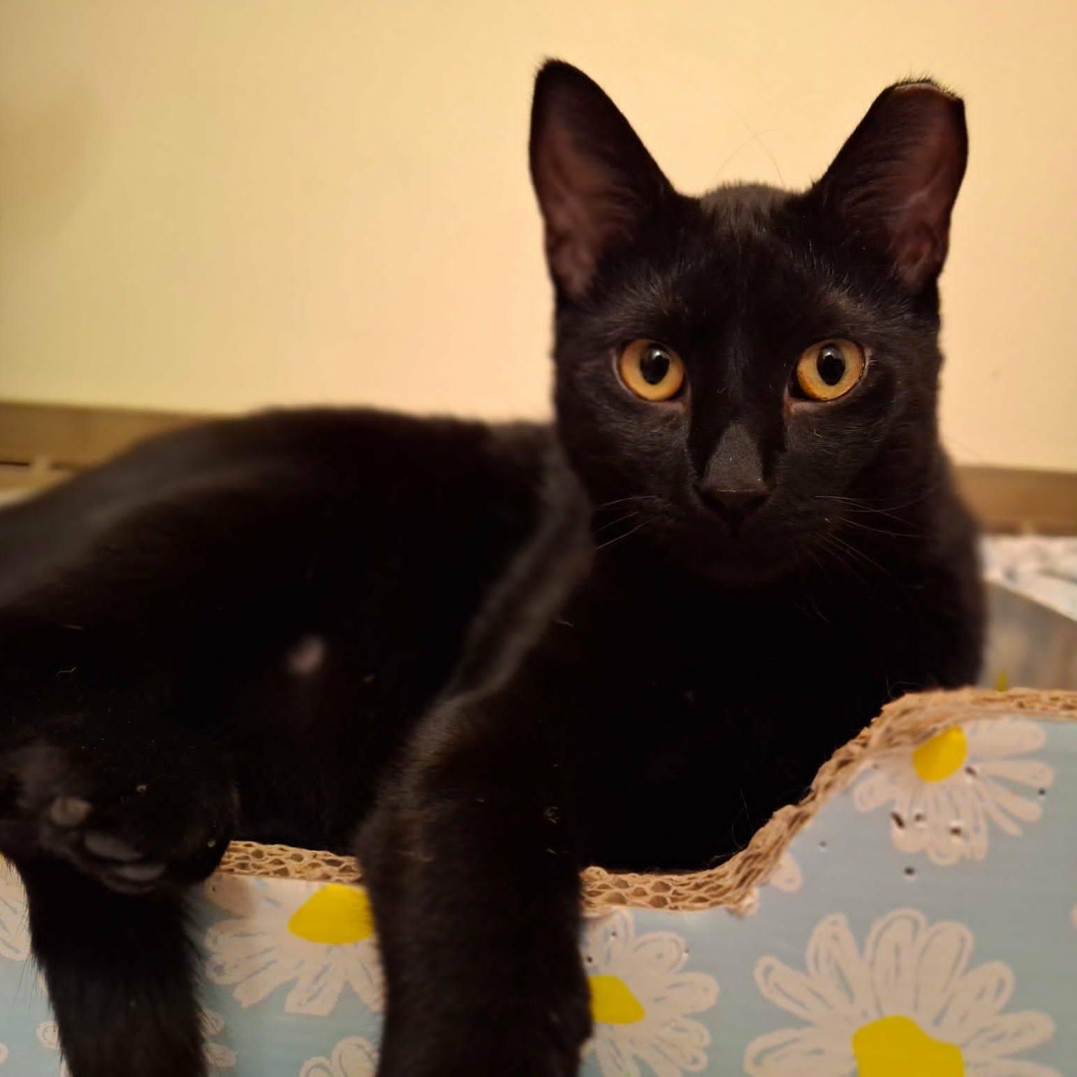 Enlarge Hardy, a Adoptable Domestic Short Hair in Watertown, WI image 3/5