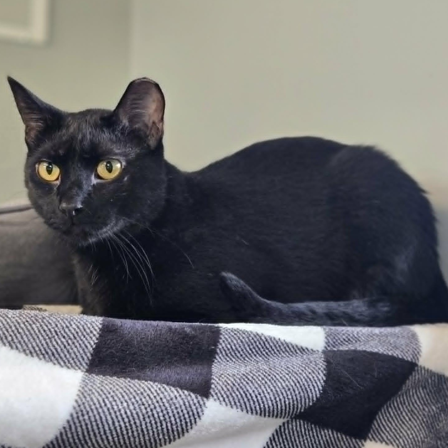 Hardy, Adoptable, Adult Male Domestic Short Hair.