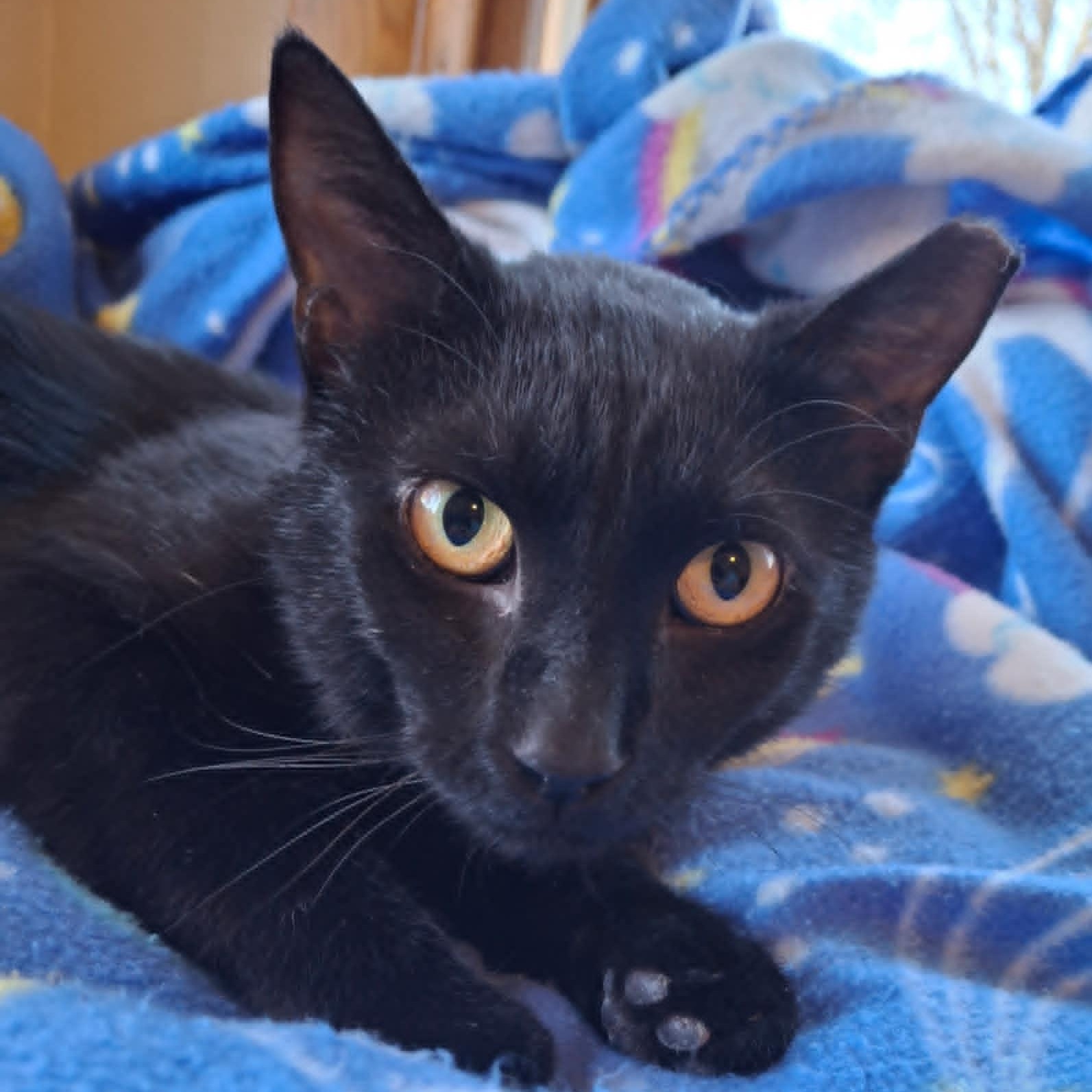 Hardy, a Adoptable Domestic Short Hair in Watertown, WI image 5/6