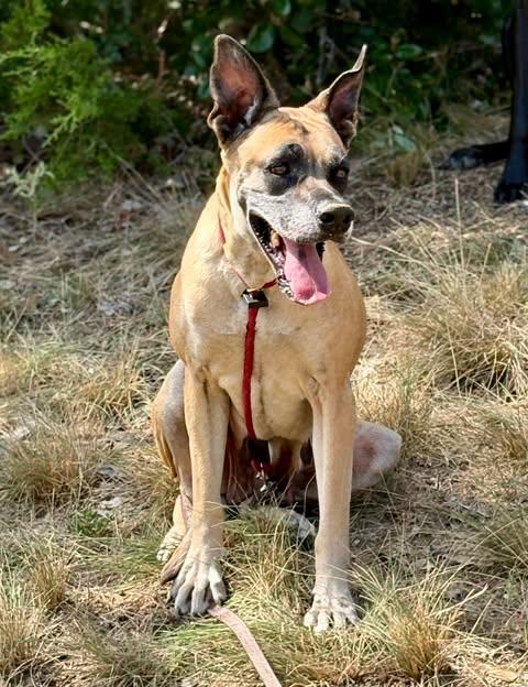 Chloe Sunshine, ADOPTABLE, Adult Female Great Dane.