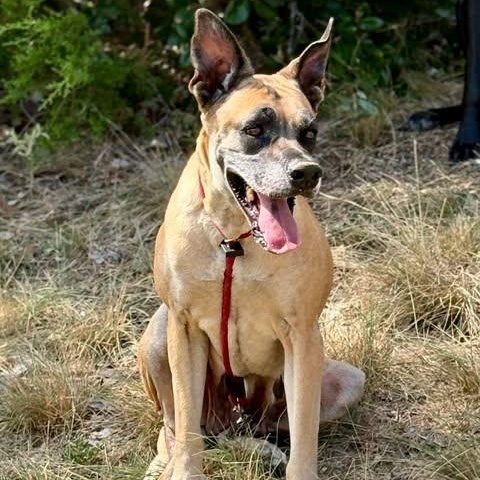 Enlarge Chloe Sunshine, a ADOPTABLE mixed breed in San Antonio, TX image 4/6