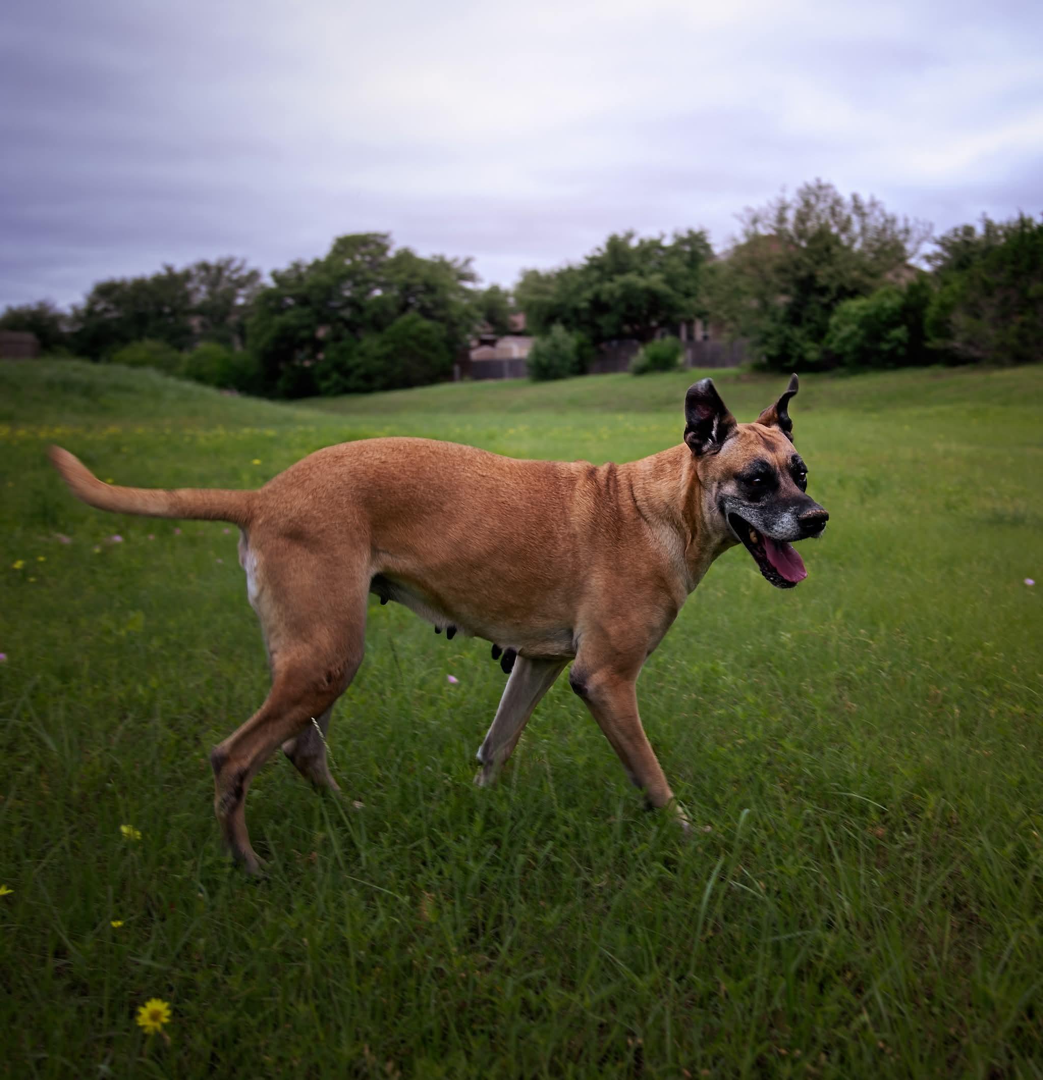 Enlarge Chloe Sunshine, a ADOPTABLE mixed breed in San Antonio, TX image 2/6