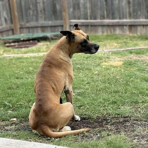 Enlarge Chloe Sunshine, a ADOPTABLE mixed breed in San Antonio, TX image 6/6